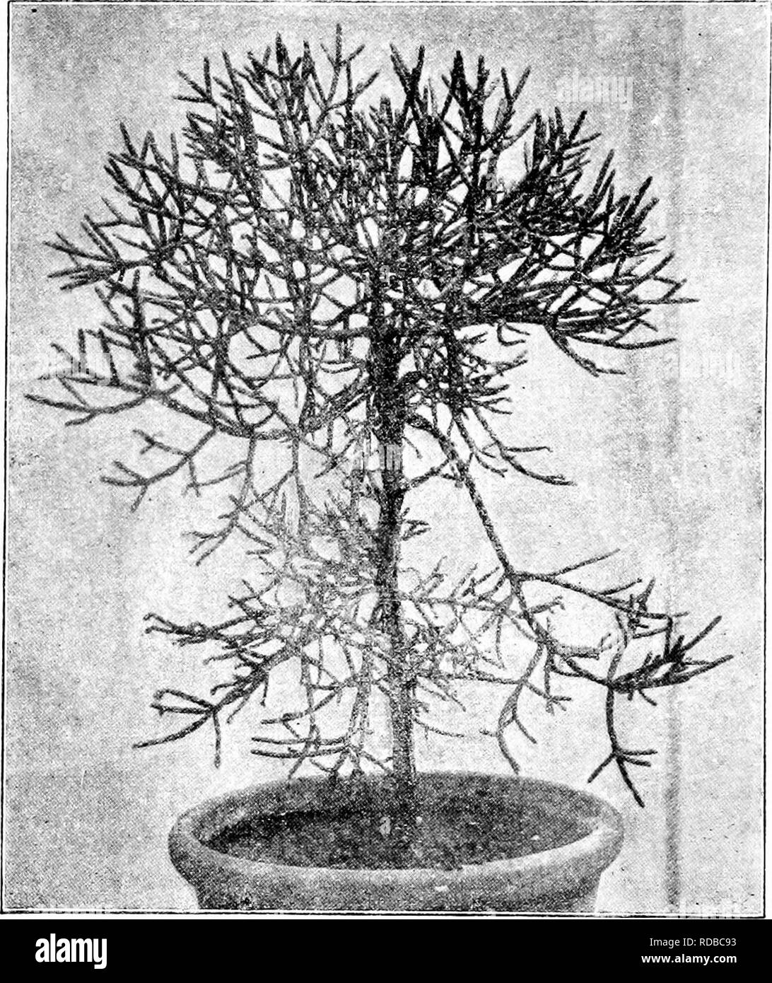 . Fossil plants : for students of botany and geology . Paleobotany. 150 CONIFEEALES (KECENT) [CH. side of the 3 winged seeds (fig. 684, K). Branch-scars occur on the sterns^. Taiwania. This genus^ has the habit of Cryptomeria and cones recalling those of Cunninghamia and Tsuga: each scale bears 2 seeds. Fokienia. The single species^ is, in certain respects, intermediate between Cupressus and Libocedrus; the cones are globose hke those of Chamaecyparis and each scale bears two unequally winged seeds; the foMage is nearly identical with that of Libocedrus,. Fig. 701. Athrotaxis cupressoides. Ath Stock Photo