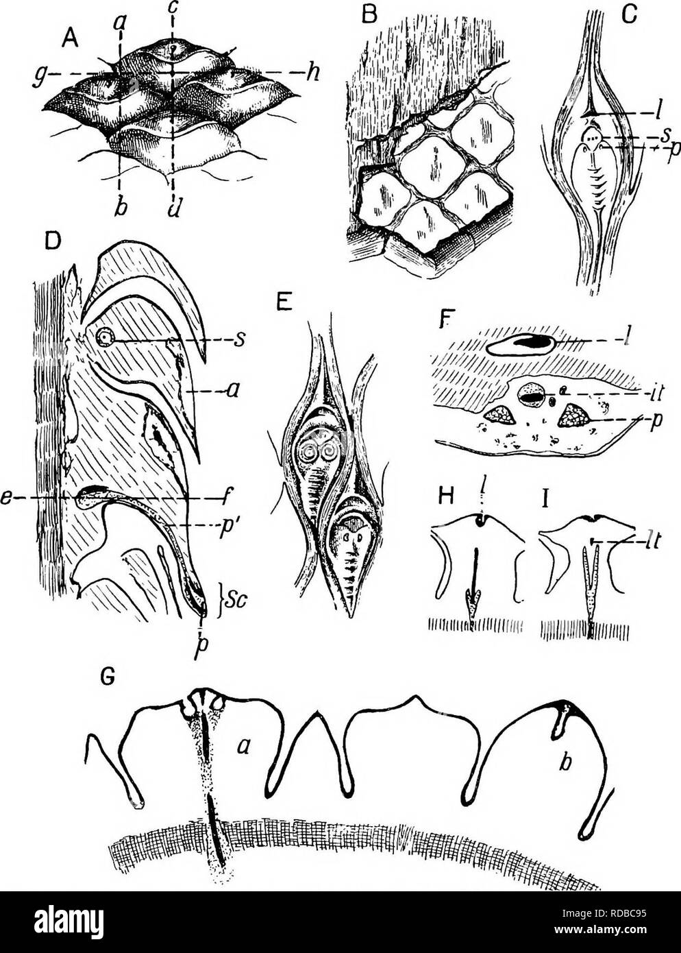 . Fossil plants : for students of botany and geology . Paleobotany. 104 LYCOPODIALES ill ' [CH.. Fig. 146. Lepidophloios and Lepidodendron leaf-cushions. A, B, D, P, G, H, I. Lepidophloios. (Fig. A should be reversed.) C, E. Lepidodendron aculeatum. A, B. From a specimen in the Sedgwick Museum, Cambridge (leaf- cushion 3 cm. broad). C. From a specimen in the Sedgwick Museum, Cambridge (leaf- cushion 4 cm. long. D. From a section in the Cambridge Botany School Collection. E. From a specimen in the Bunbury Collection, Cambridge Botany School, showing Spirorbis shells (leaf-cushion 2 cm. long). F Stock Photo