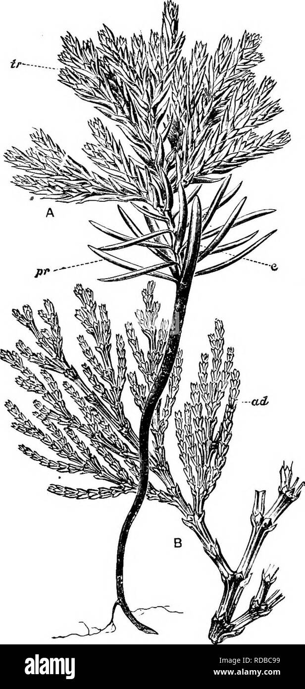 . Fossil plants : for students of botany and geology . Paleobotany. 148 CONIFERALBS (bECBNT) [CH. in L. Doniana the whorled arrangement is less obvious. There is a large canal below the midrib of the leaf as in Thuya and Gupressus. The cones (4—6 valves) are longer and relatively narrower than in Thuya; seeds nn-. FiG. 700. A, Young plant of Libocedrus decurrens; c, cotyledons; pr, primordial leaves; tr, transitional leaves. B, Branch with adult {ad) foUage. (After Rendle, from Veitch.) equally winged. Juniperus. The polymorphism of the shoots is especially striking; the leaves, 2—3 in each wh Stock Photo