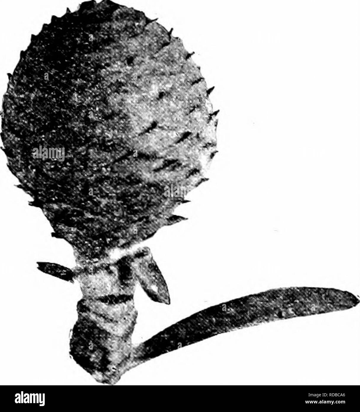 . Fossil plants : for students of botany and geology . Paleobotany. B Fig. 696. Agathis Moorei (A) and Agathis australis (B) cones. (After Seward and Ford; A, ^ nat. size; B, J nat. size.). Please note that these images are extracted from scanned page images that may have been digitally enhanced for readability - coloration and appearance of these illustrations may not perfectly resemble the original work.. Seward, A. C. (Albert Charles), 1863-1941. Cambridge : University Press Stock Photo