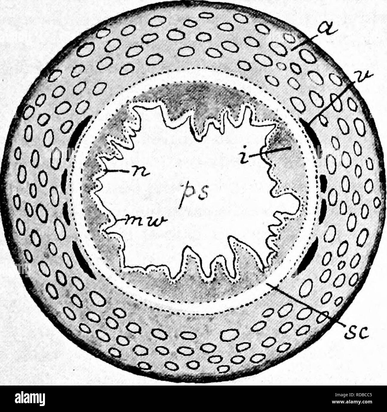 . Fossil plants : for students of botany and geology . Paleobotany. XLHl] SEEDS 121 the nucellus of Cycadean seeds. The portion of the Torreya seed (fig. 684, V) below the free part of the nucellus has, according to Oliver, been produced by the intercalation of a new basal region that has pushed up the chalaza. Cephalotaxus^ has plum-like seeds similar to those of Torreya. In Phyllocladus^ (fig. 675, E) an ovule enclosed in a papery epimatium occurs in the axil of a succulent bract, and in Taxus a terminal ovule is borne on a short shoot. Fig. 688. Torreya nucifera, transverse section of seed; Stock Photo