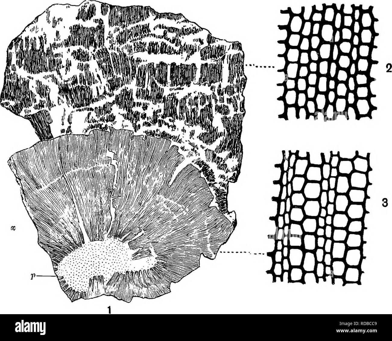 . Fossil plants : for students of botany and geology . Paleobotany. 318 CALAMITES. [CH. regularly arranged (fig. 78, 2) and rather thick-walled cells; this consists of periderm, a secondary tissue, which has been. Fig. 78. 1. Transverse section of a, thick Calamite stem. p, pith; X, secondary wood; c, bark. (| nat. size.) 2. Periderm cells of bark. 3. Xylem and medullary rays. (2 and 3, x 80.) From a specimen in the Williamson Collection (no. 79). developed by a cork-cambium during the increase in girth of the plant. The more delicate cortical tissues have not been preserved, and the more resi Stock Photo