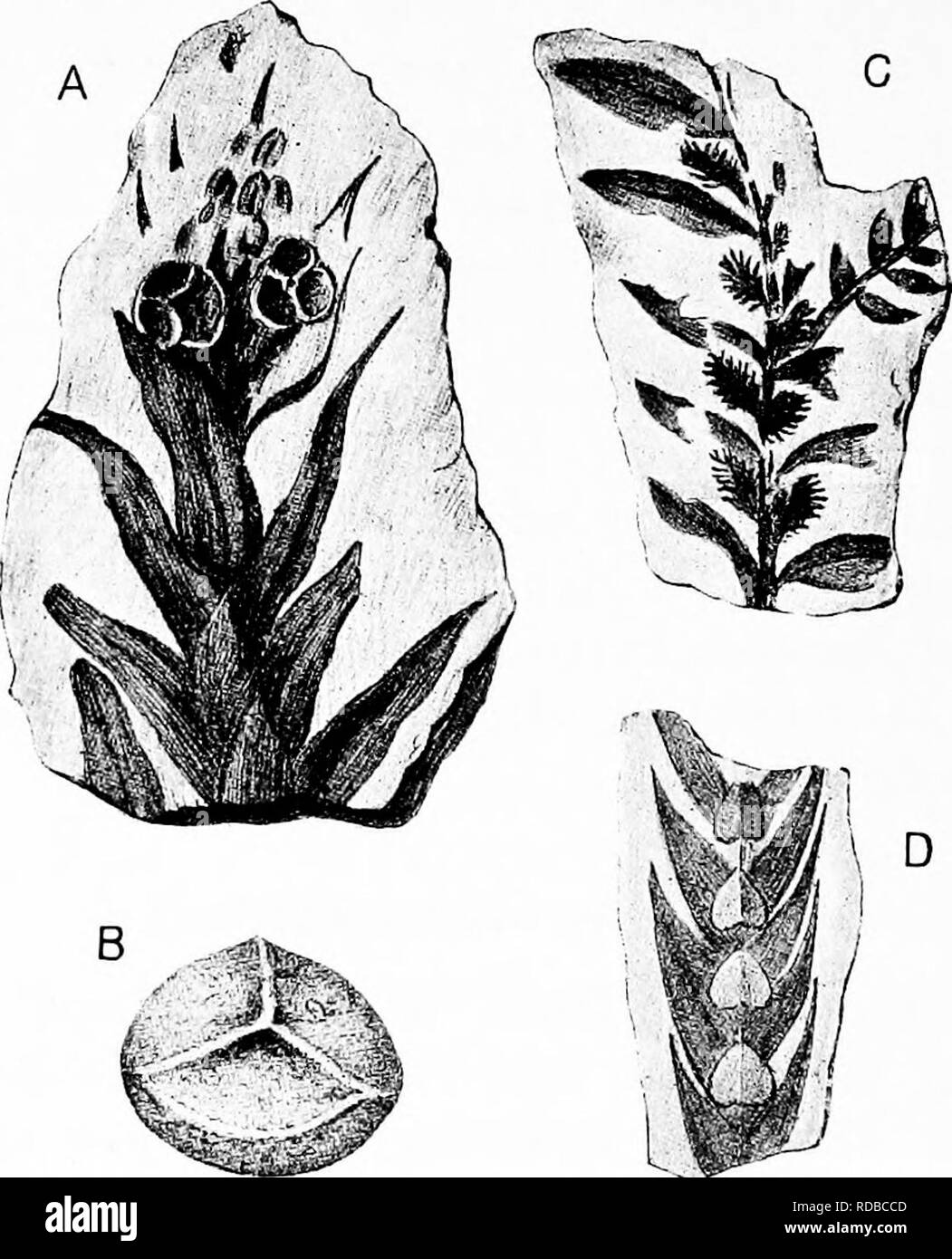 . Fossil plants : for students of botany and geology . Paleobotany. 80 LYCOPODIALES [CH. phylly. The shoots closely resemble Selaginellites primaevus^ (Gold). Lycopodites Zeilleri Hailed Fig. 135, C. Halle has founded this species on specimens, from the Coal- Measures of Zwickau in Saxony, characterised by dimorphic. Fig. 135. Selaginellites and Lycopodites. (After Halle.) A. Selaginellites primaevus [Gold.), x 10. B. MegiiSTpore oi Selagitiellites elongatus {Goi.). x 50. C. Lycopodites Zeilleri Halle. (Nat. size.) D. Selaginellites elongatus (Gold.), x 2. lanceolate leaves in four rows, the  Stock Photo