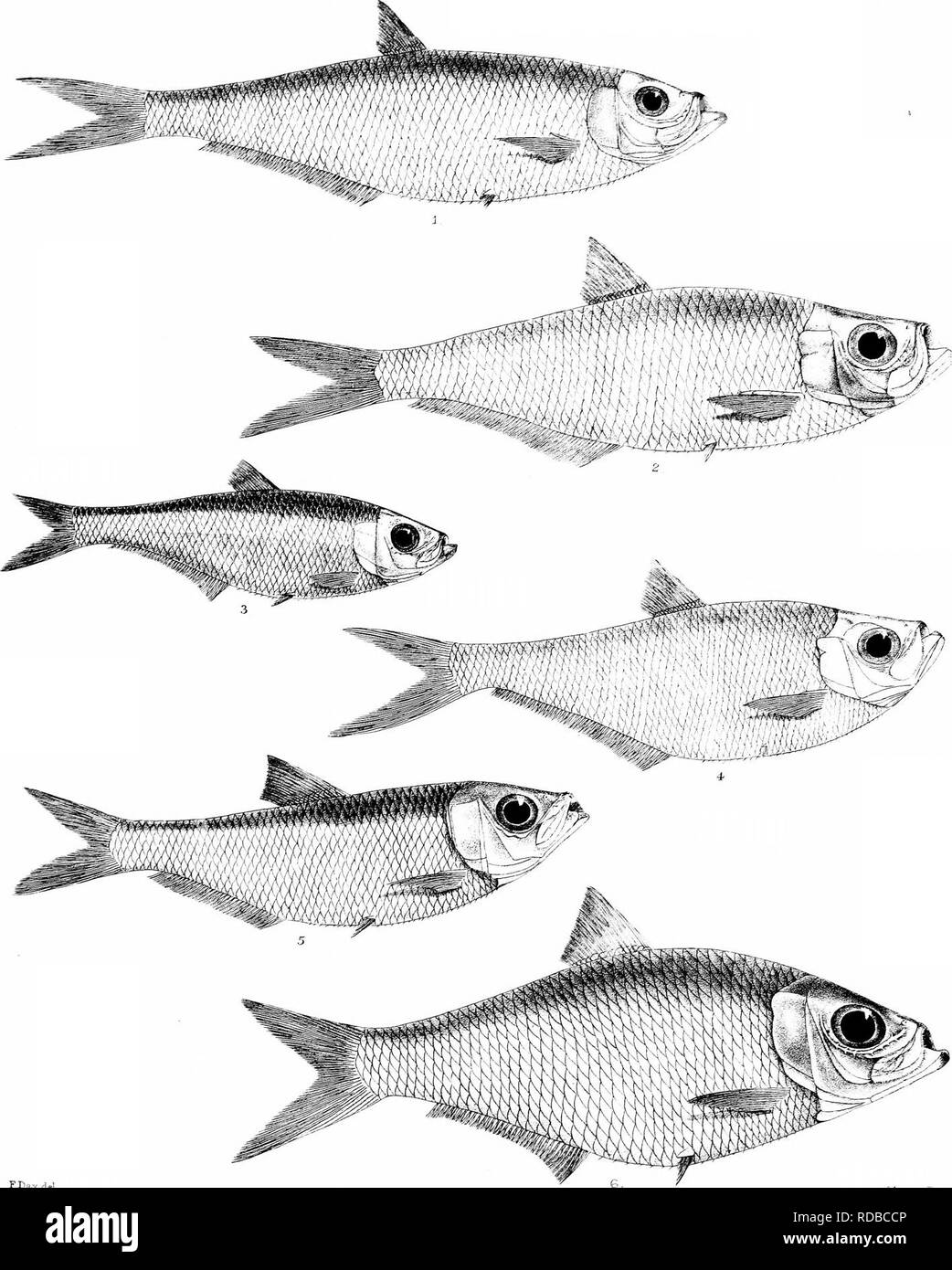 India, Burma, and Ceylon. Fishes 