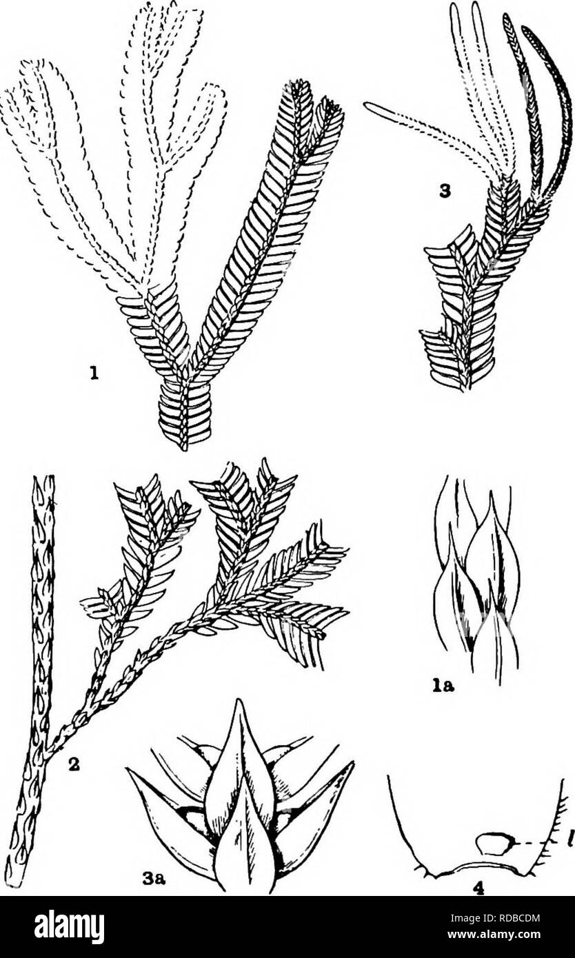 . Fossil plants : for students of botany and geology . Paleobotany. 50 LYCOPODIALES [CH. great majority of species, in the dimorphic character of the foliage leaves, which are usually arranged in four rows, the laminae of the upper rows being very much smaller than those of the lower (fig. 130, 1—3). The smaller leaves are shown more clearly in fig. 130, la. It is obvious from an examination of a. Fio. 130. Selaginella grandis. (1—3, nat. size.) Selaginella shoot, such as is shown in fig. 130, that in fossil specimens it would often be almost impossible to recognise the existence of two kinds  Stock Photo