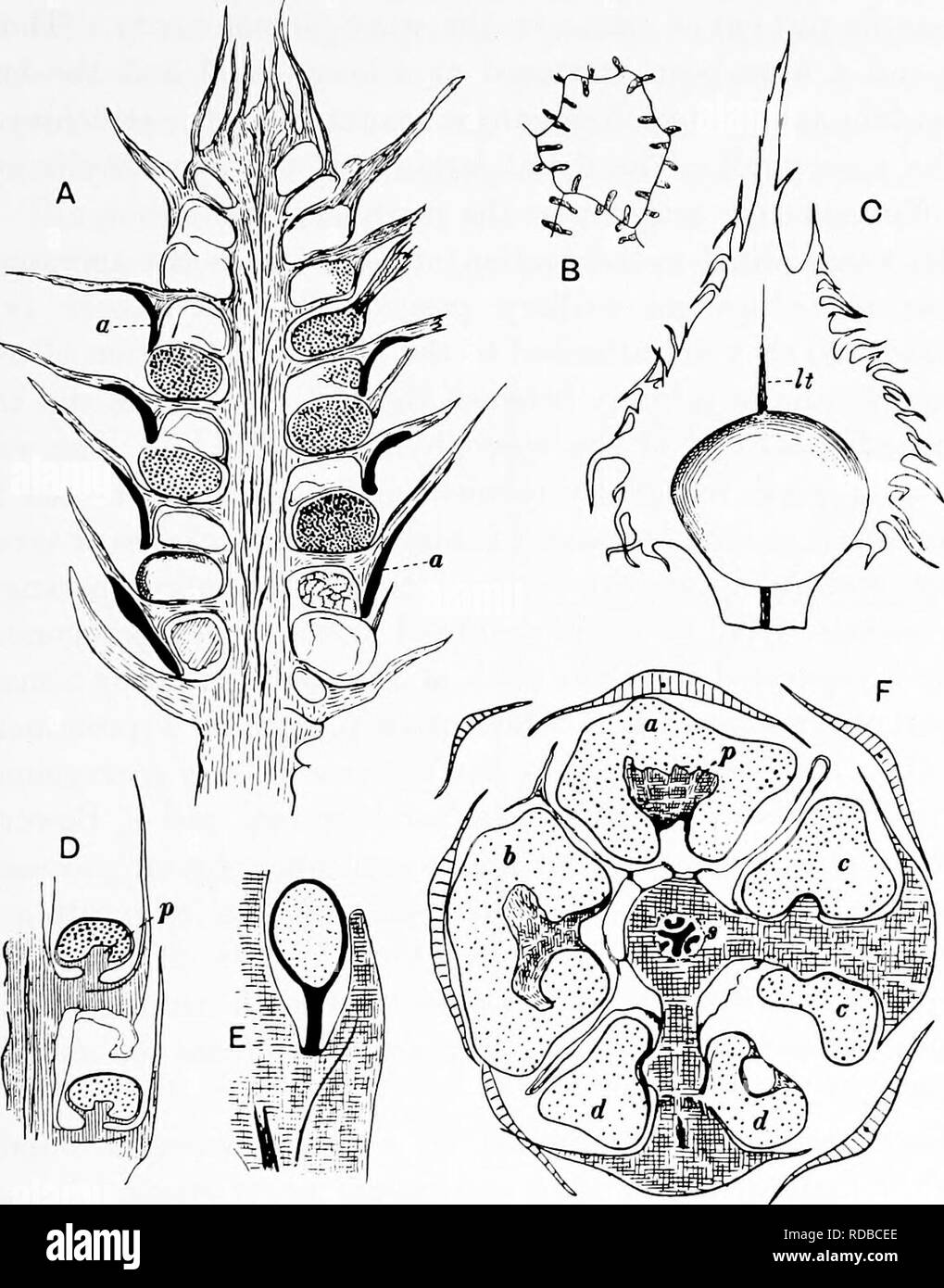 . Fossil plants : for students of botany and geology . Paleobotany. xiv] LYCOPODIUM 45 and the line of dehiscence is determined in some species at least by the occurrence of smaller cells in the wall. In. Fig. 126. A. Lycopodium cernuum, longitudinal section of strobilus ; a, band of lignified cells. B. L. cernuum. Cell from sporangium wall. C. L. cernuum. Sporophyll and sporangium ; It, vascular bundle. D. L. clavatum. Part of radial longitudinal section of strobilus; p, sterile tissue. E. L. Phlegmaria. Sporophyll and stalked sporangium. P. L. clavatum. Transverse section of strobilus; p, st Stock Photo