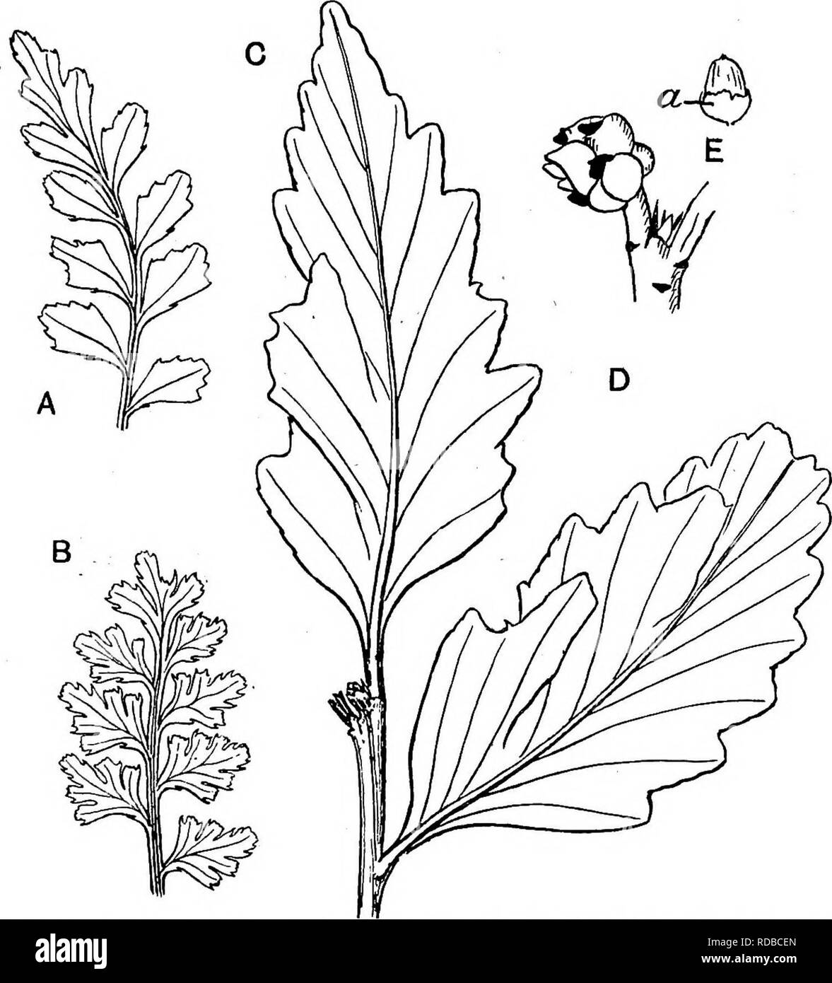 . Fossil plants : for students of botany and geology . Paleobotany. CH. XLIII] MORPHOLOGY 107 problem that has long exercised the ingenuity of investigators. The view expressed by Jeffrey^ that recent work on fossil Conifers corroborates the interpretation of the seed-bearing scales as metamorphosed shoots is based on facts furnished by a study of vegetative organs, which in themselves do not afford any decisive. Fig. 675. A, B, Phyllocladus trichomanoides. C, P. hypophylla. D, K, Megastro- bilus and seed of Phyllocladus alpina; a, arillus. [A—C from specimens in the British Museum; D, E, afte Stock Photo
