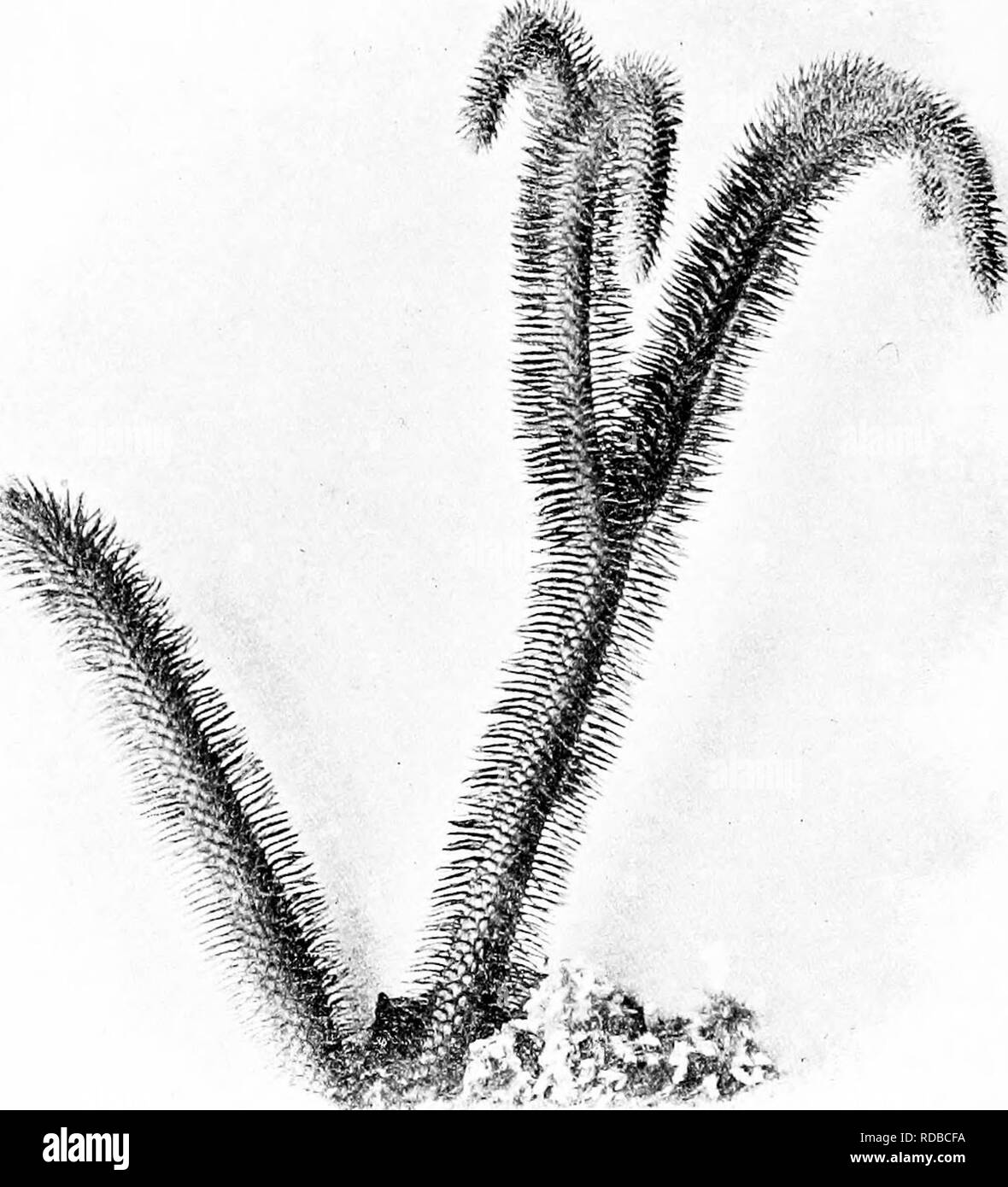 . Fossil plants : for students of botany and geology . Paleobotany. 86 LYCOPODIALES [CH. reproduced in fig. 121, B. Such species as L. erythraeum Spring, and others with stiff lanceolate leaves exhibit a striking resemblance to the more slender shoots of some recent conifers, more especially Araucaria excelsa, A. Balansae, Cryptonieria, Dacrydium and other genera.. Fig. 122. Lycopodium squarrosum. The branches of the larger shoot terminate in cones. (From a plant in the Cambridge Botanic Garden. Beduoed.) In Lycopodium tetragonum Hook., (fig. 121, C), a species from the Alpine region of the An Stock Photo