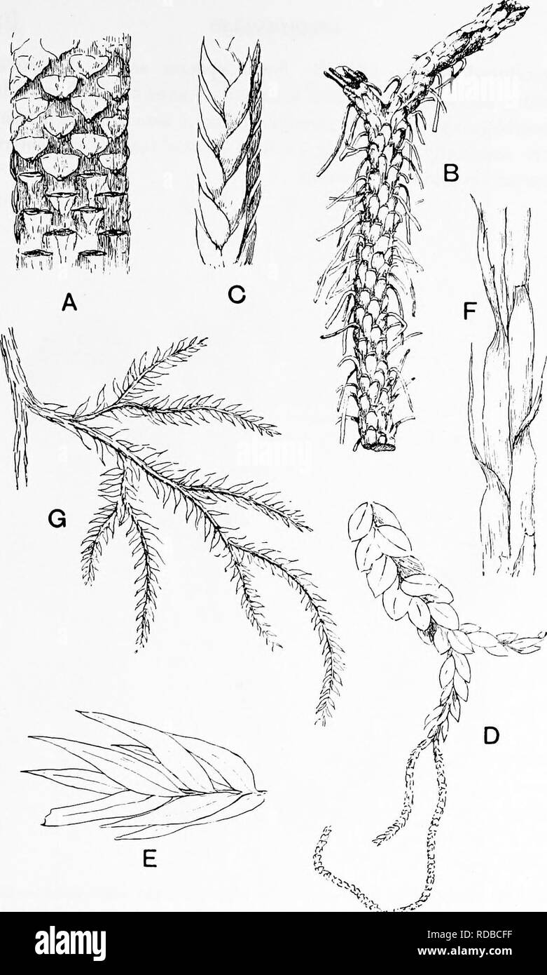 . Fossil plants : for students of botany and geology . Paleobotany. Fig. 121. Lycopodium. A. Lycopodium rufescens. B. L. dichotomum. C, L. tetragonum. D. L. nummularifolium. E. L. Dalhousianum. F. L. casuarinoides. Or. L. volubile. From specimens in the Cambridge Herbarium and Botanic Garden. M.S.). Please note that these images are extracted from scanned page images that may have been digitally enhanced for readability - coloration and appearance of these illustrations may not perfectly resemble the original work.. Seward, A. C. (Albert Charles), 1863-1941. Cambridge : University Press Stock Photo