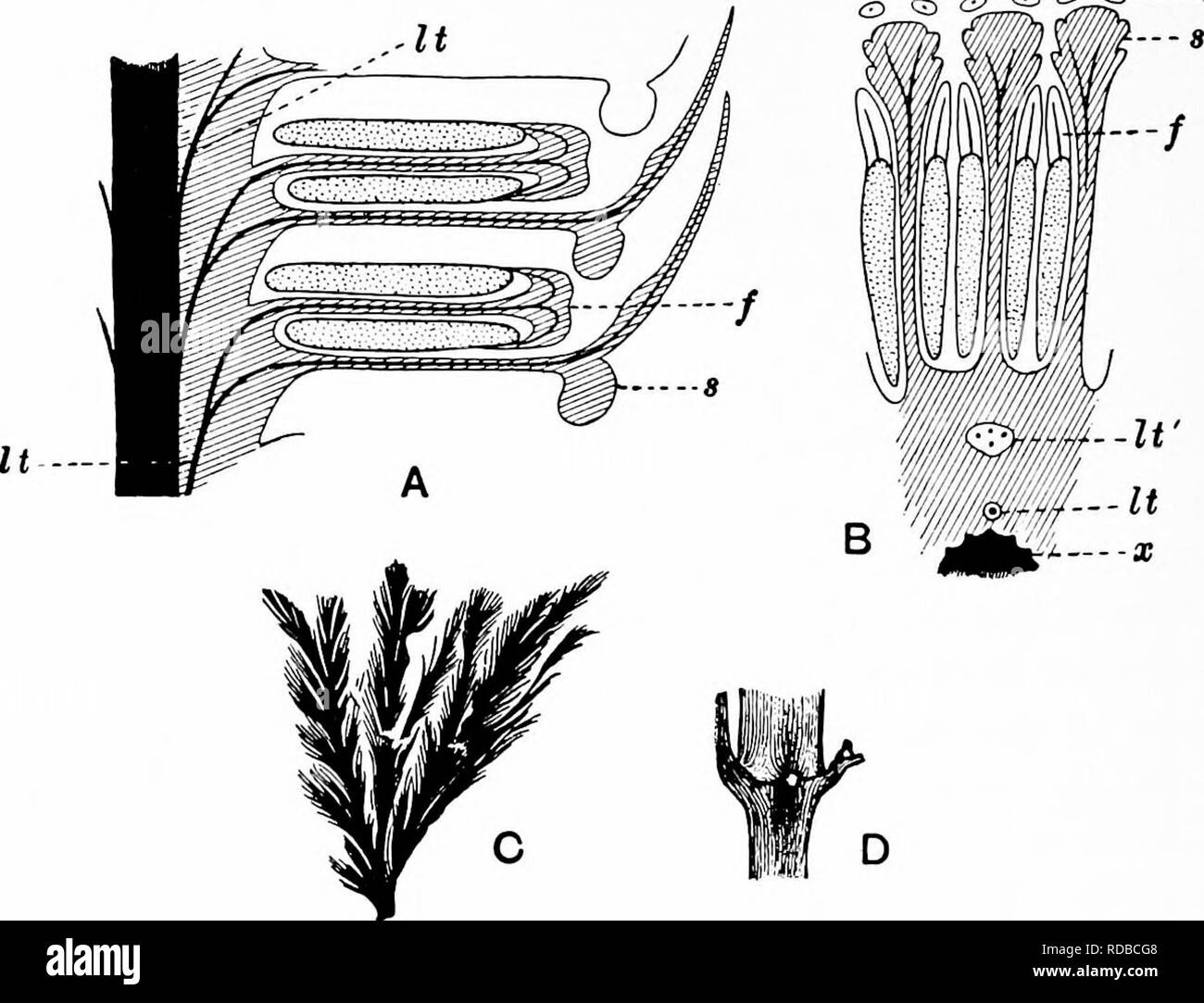 . Fossil plants : for students of botany and geology . Paleobotany. SPHENOPHYLLALES [CH. been found. The cortex consists of slightly elongated rather thick-walled tissue containing secretory sacs. Crowded super- posed whorls of bracts (or sporophylls), usually twelve in each whorl, are borne on the axis and each sporophyll receives a single vascular bundle from one of the vertical ridges of the xylem column (fig. 117, A, It). The members of each whorl are connate at the base : from this narrow collar each sporophyll &lt;^ &lt;3 t^^ O,. Fig. 117. A, B. Cheirostrohus pettycurensis Scott. (After  Stock Photo