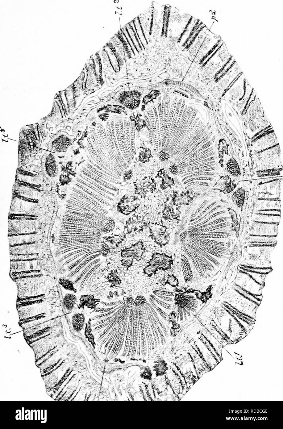 . Studies in fossil botany . Paleobotany. LYGINODENDRON 359 sperms or Dicotyledonsâa ring of collateral bundles, forming secondary wood and bast by means of a cambium.. !c3T ! u 'E rim-&quot; *3 O ft &quot;2 o 1 js % Â§ S ^ aJ -j -5 So . s â, *â &quot;5, Beyond the phloem-zone is a pericycle, containing groups of thick-walled elements, like those which occur in the pith. Embedded in the pericycle we find the. Please note that these images are extracted from scanned page images that may have been digitally enhanced for readability - coloration and appearance of these illustrations may not perfe Stock Photo