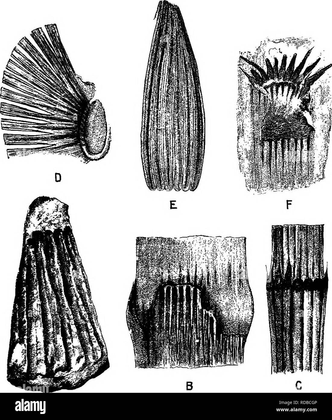 . Fossil plants : for students of botany and geology . Paleobotany. IX] EQUISETITES. 265 The portion of a leaf-sheath and a diaphragm represented in fig. 57,5, agrees closely with Zeiller's examples. This specimen is from the English Coal-Measures, but it is not advisable to. Fig. 58. A. Equisetites spatulatus, Zeill. Leaf-sheath. * nat. size. (After ZeiUer.) B. E. columnaris, Brongn. Prom a specimen in the British Museum. f nat. size. 0. Equisetum ramosissimum, Desf. x 2. D. Annulana stellata (Schloth.). Leaf-sheath. Slightly enlarged. (After Potonie.) E. Equisetites zeaeformis (Schloth.). Le Stock Photo