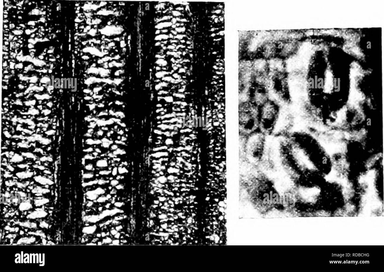 . Fossil plants : for students of botany and geology . Paleobotany. Fig. 662. Desmiophyllum Solmsi. A, transverse sections of leaves; B, tangentia section of the lamina showing veins and mesophyll; C, stomata. (From sections in the Museum of the Geological Surrey, London.) especially characteristic of Jurassic rocks and is best represented in the Middle Jurassic series of Siberia. The genus is recorded also from Spitzbergen Franz Josef Land^ and Bornholm^: a species, P. Gunni^, has been described from Upper Jurassic rocks in Scot- land, the only example of the genus in Britain. Feistmantel* 1 Stock Photo