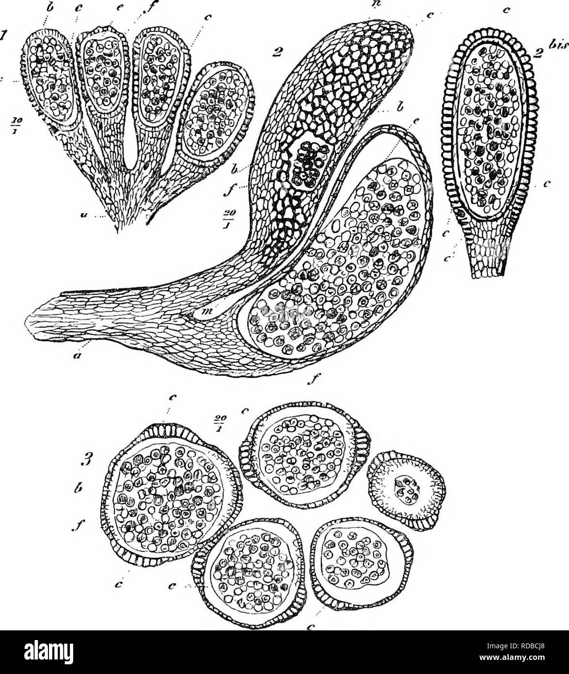 . Studies in fossil botany . Paleobotany. 32° STUDIES IN FOSSIL BOTANY least two layers of cells, of which the inner, more delicate layer has usually perished. The outer wall. Fig. 119.—Zygoftteris, sp.   1. Group of four sporangia, on a common pedicel (a) x 10. i. Two sporangia on pedicel. The uppei shows the annulus (c) in surface -view, with spores exposed aty&quot;; the lower is in section. X 20. 2 bis. Sporangium, cut in plane passing through annulus. 3. Group of sporangia in transverse section. X 20. Lettering common to the figures : a, common peduncle ; b, sporangial wall ; &lt;,-, annu Stock Photo