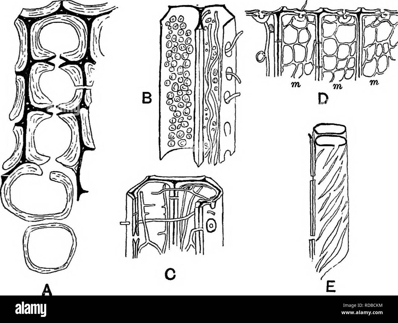 . Fossil plants : for students of botany and geology . Paleobotany. VIl] PATHOLOGY OF FOSSIL TISSUES. 215 described by Etheridge^ from a Permo-Carboniferous coral. This observer records the occurrence of tubular cavities in the calices of Stenopora crinita Lonsd., and attributes their origin to a fungus which he names Palaeoperone endophytica; he mentions one case in which a tube contains fine spherical spore-like bodies which he compares with the spores of a Saprolegnia. As pointed out above (p. 128), it is almost impossible to decide how far these tubes in shells and corals should be attribu Stock Photo