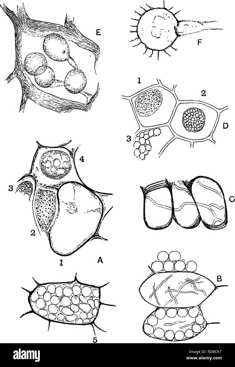 . Fossil plants : for students of botany and geology . Paleobotany. 214 THALLOPHYTA. [CH.. Fig. 41. A. Cells of Gycadeoidea gigantea Sew. x 355. B and C. Parenchy- matous cells and scalariform traoheids of Osmundites Dowkeri Carr. x 230. D. Epidermal cells of Memecylon {MelastoTnaceae) with vacuolated contents. E. Peronosporites antiquarius Smith, (No. 1923 in the Williamson collection). X 230. F. Zygosporites. x 230. (A, B, C and E drawn from specimens in the British Museum; D from a drawing by Prof. Marshall Ward; F from a, specimen in the Botanical Laboratory Collection, Cambridge.). Please Stock Photo