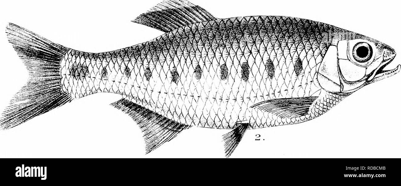 . The fishes of India; being a natural history of the fishes known to inhabit the seas and fresh waters of India, Burma, and Ceylon. Fishes. -'^. KDay del R Nfmtem llth IvlinL^rn Bros imp. 1. RuHTr',E COTIO. 2.BAR1LIUS BAKERI. 3. B. MODESTUS. 4. DANIO RERIO. 5. PERILAMPUS LAUBUCA. 6.P ATPAR. 7. CHELA UNTRAHI. 8.C.GORA.. Please note that these images are extracted from scanned page images that may have been digitally enhanced for readability - coloration and appearance of these illustrations may not perfectly resemble the original work.. Day, Francis, 1829-1889. London, B. Quaritch Stock Photo