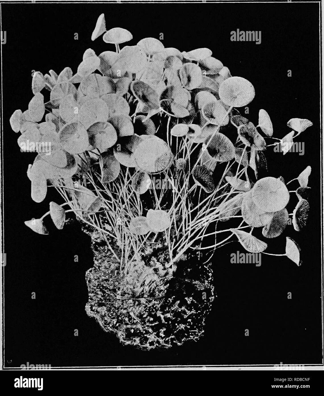 . Fossil plants : for students of botany and geology . Paleobotany. VII.] ACETABULARIA. 165 The two genera Acetabularia and Gymopolia may be briefly described as recent types which are represented by trustworthy fossil forms.. Fig. 34. Acetabularia mediterranea Lamx. From a specimen in the Cambridge Botanical Museum (nat. size). Acetabularia. Figs. 33, I, and 34. With the exception of A. mediterranea Lamx. (fig. 34) the few living species of this genus are confined to tropical seas. The habit of Acetahularia is well illustrated by the photo- graph of a cluster of plants of .4. mediterranea Lam Stock Photo