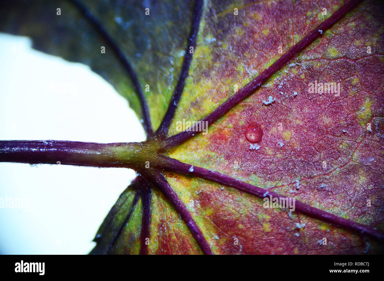 Acer Leaf Stock Photo