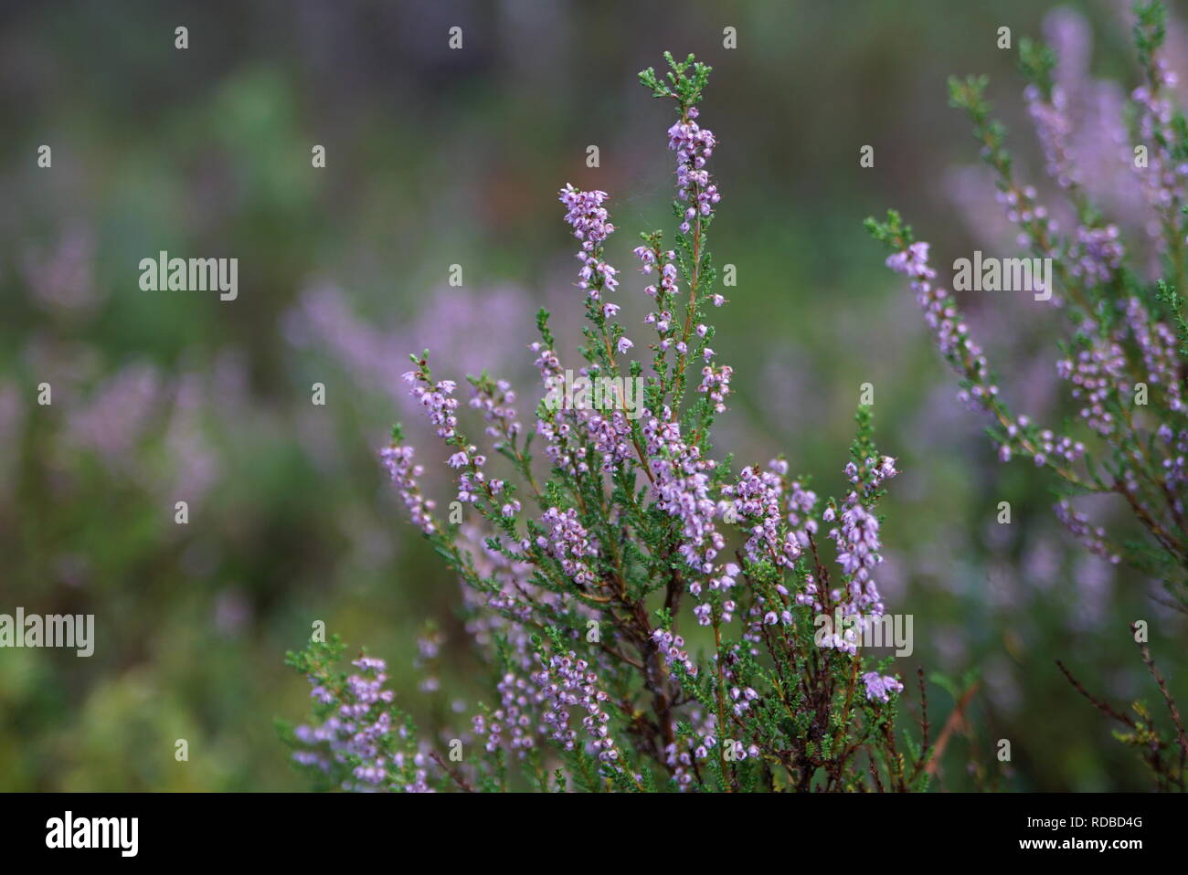 heather erica blooming green forest Stock Photo