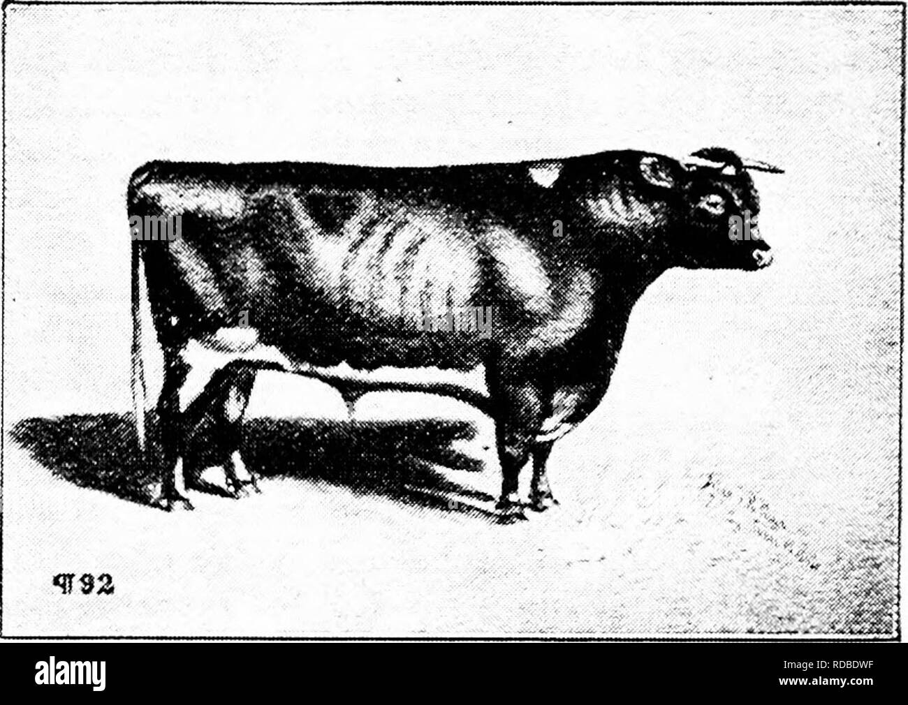 . History of Hereford cattle : proven conclusively the oldest of improved breeds . Hereford cattle. HISTORY OF HEEEFORD CATTLE 137 their scribe a learned and scholarly student, and asked the world to witness the impartial his- tory written by this scholar and endorsed by the nobility of England. And then follow such men as Randall, Ste- vens, Page, Allen, Nichols, Anderson and IMat- thews, asking the stockmen to believe that his- tory, and accept their claims on that title. If a political party had come into power on such fraudulent claims they would be buried beyond a resurrection when their  Stock Photo