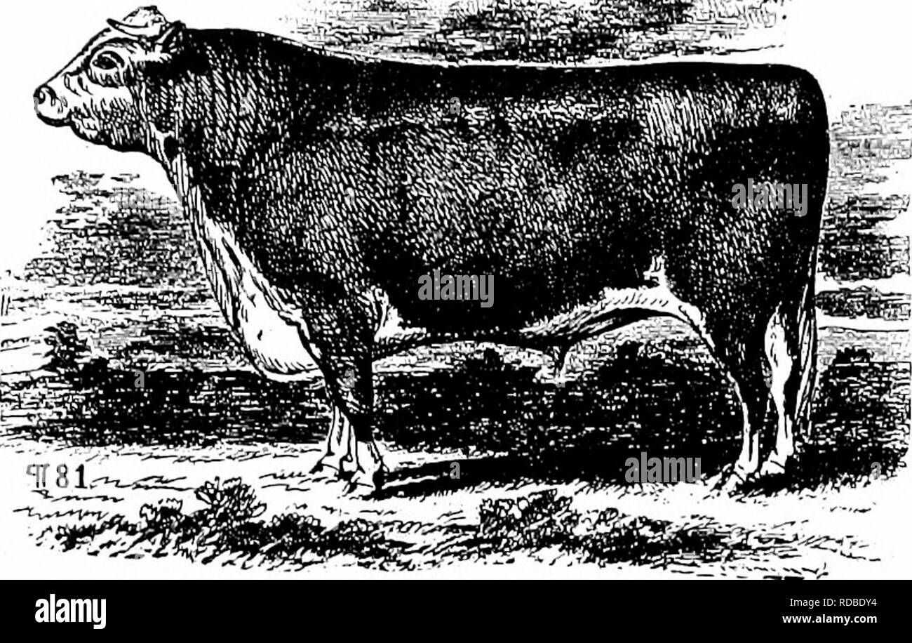 . History of Hereford cattle : proven conclusively the oldest of improved breeds . Hereford cattle. 126 HISTOEY OF HEKEFOED CATTLE ciety by Admiral Coffin, and I have no hesita- tion in saying that for the ordinary uses to which cattle are applied to the northern section of our country, 1 consider the stock of the Hereford bull above alluded to, decidedly pref- erable. &quot;From 1830 to 1837 1 resided in the State of Maine, and my business was the breeding of various kinds of stock. I had never seen any full bred improved Shorthorns which appeared to possess sufficient hardiness of constituti Stock Photo