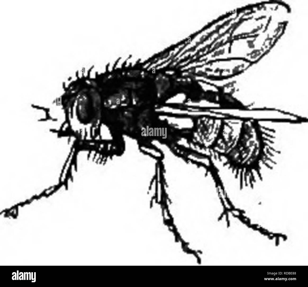 Flies lay eggs Black and White Stock Photos & Images Alamy