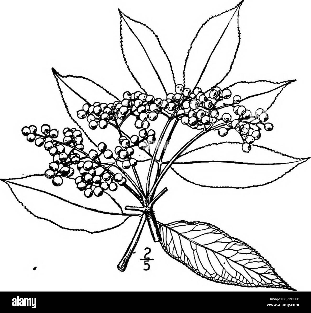 . North American trees : being descriptions and illustrations of the trees growing independently of cultivation in North America, north of Mexico and the West Indies . Trees. 852 The Elders with saccharine matter they are fermented into &quot;elder-flower wine.&quot; The dried flowers are used in decoction as a diaphoretic. The fruit is likewise made into wine, and when mixed with some acidulous fruit, as apples, is made into pies and jeUies. The woody stems with the large pith removed have been used as tubes, especially for tapping maple-sugar trees. The bark and root are said to be poisonous Stock Photo