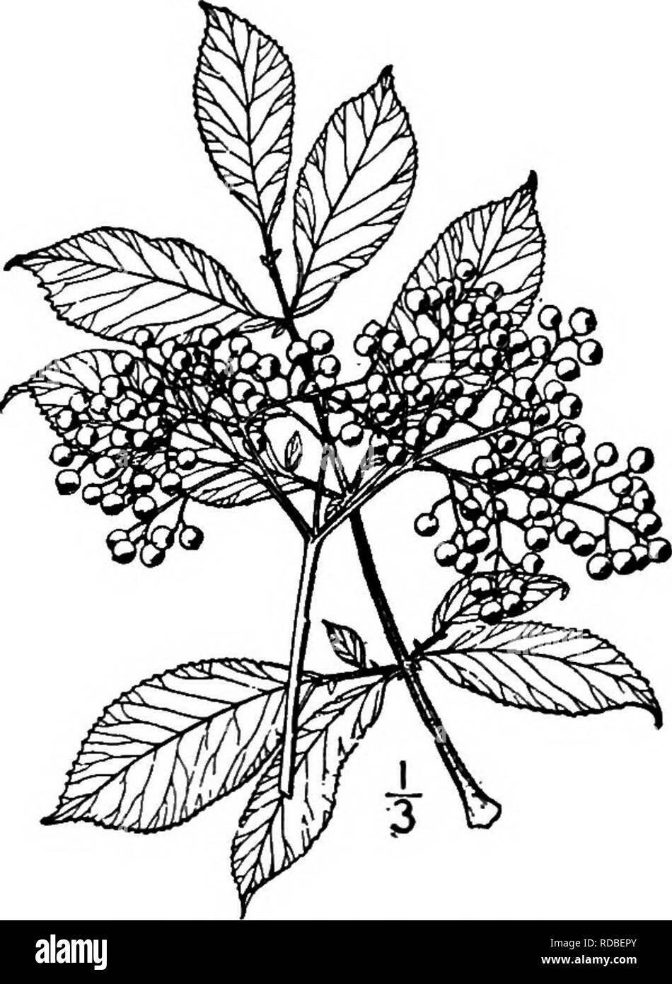 . North American trees : being descriptions and illustrations of the trees growing independently of cultivation in North America, north of Mexico and the West Indies . Trees. California Tree Elder. 2. CALIFORNIA TREE ELDER — Sambncus callicarpa Greene This tree, known only from California, where it is quite widely distributed in the Coast Mountains, reaches a maximum height of 8 meters, with a trunk diameter of 3 dm.; it probably extends northward into Oregon, and is often a mere shrub. The Ught brown bark is slightly fis- sured. The young twigs are somewhat hairy, becoming Ught red-brown with Stock Photo