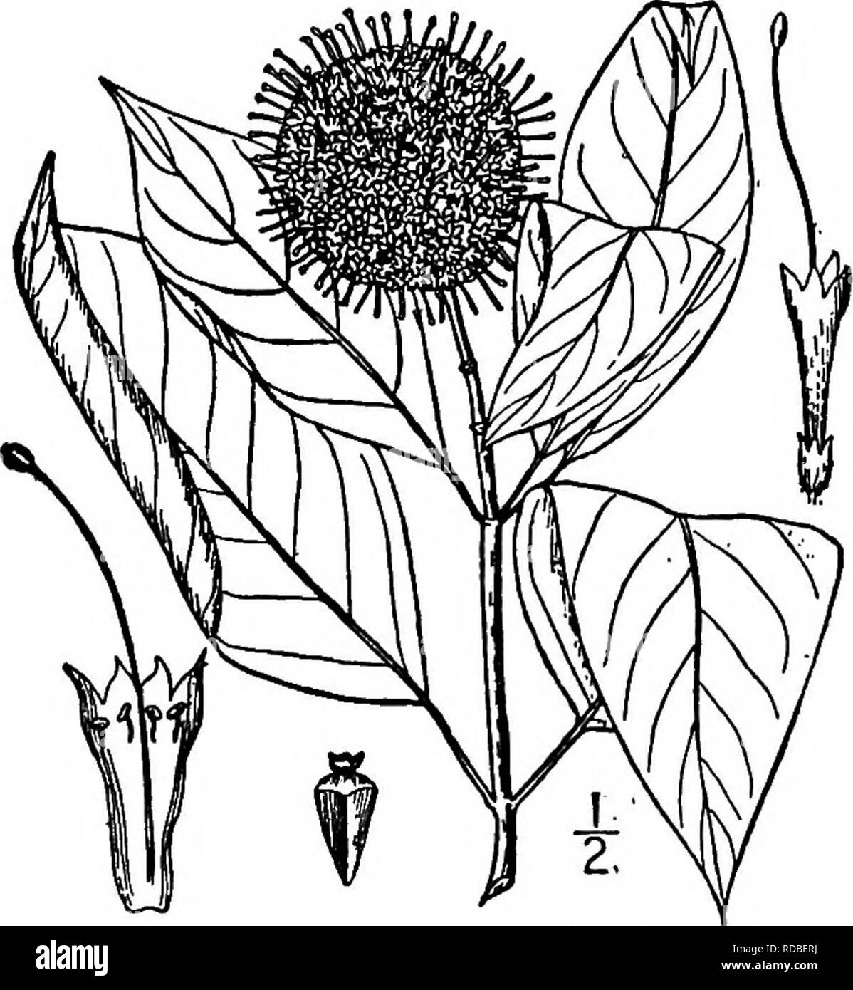 North American Trees Being Descriptions And Illustrations Of The Trees Growing Independently Of Cultivation In North America North Of Mexico And The West Indies Trees Buttonbush 843 Bers Of