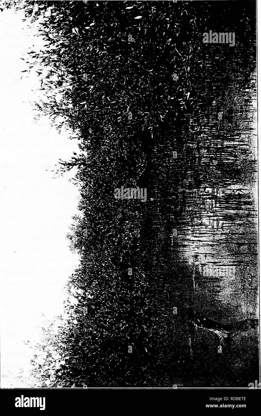 . North American trees : being descriptions and illustrations of the trees growing independently of cultivation in North America, north of Mexico and the West Indies . Trees. Black Mangrove 827. pq I. Please note that these images are extracted from scanned page images that may have been digitally enhanced for readability - coloration and appearance of these illustrations may not perfectly resemble the original work.. Britton, Nathaniel Lord, 1859-1934; Shafer, John Adolph. New York : H. Holt and Co. Stock Photo