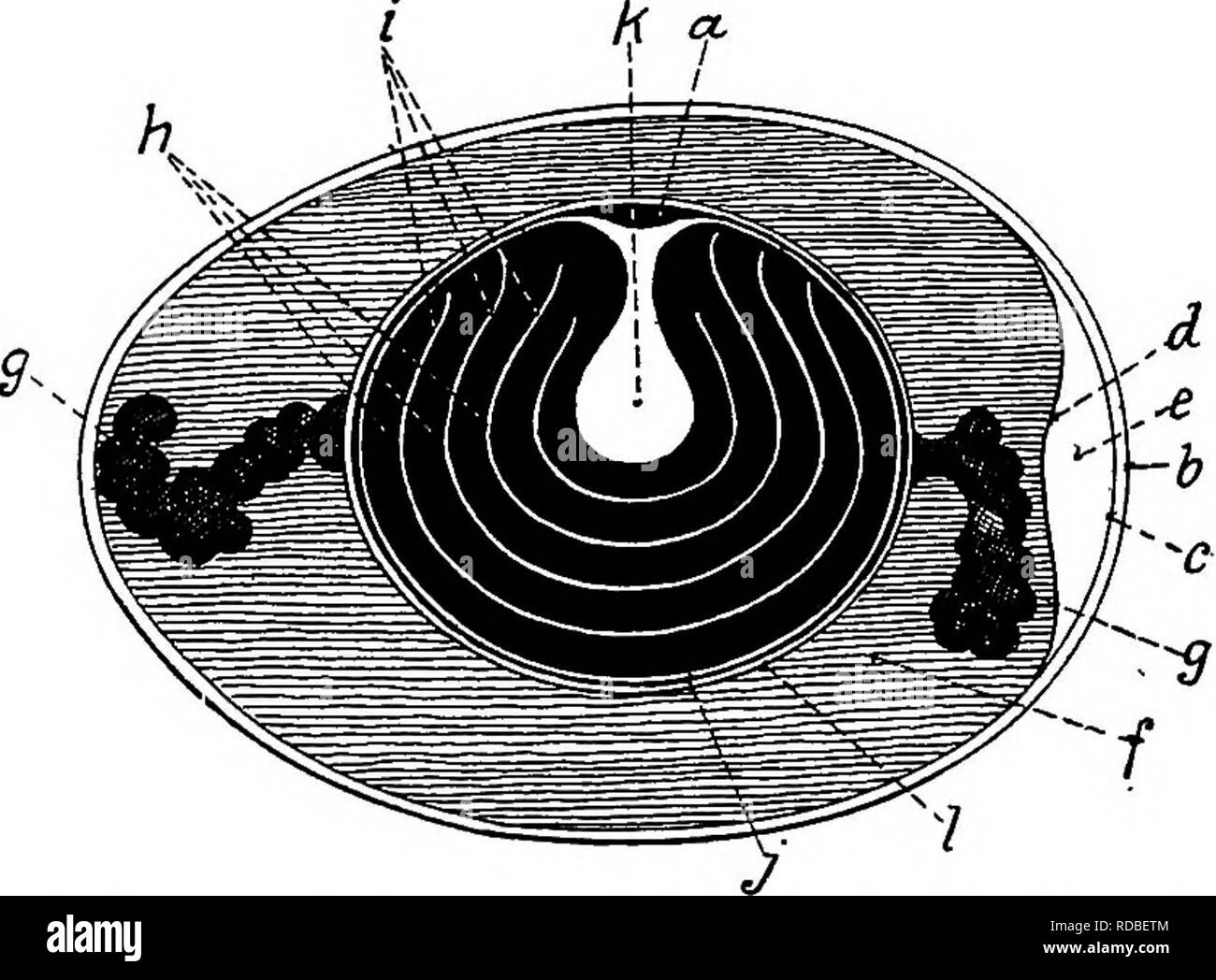 . The anatomy of the domestic fowl . Domestic animals; Veterinary ...