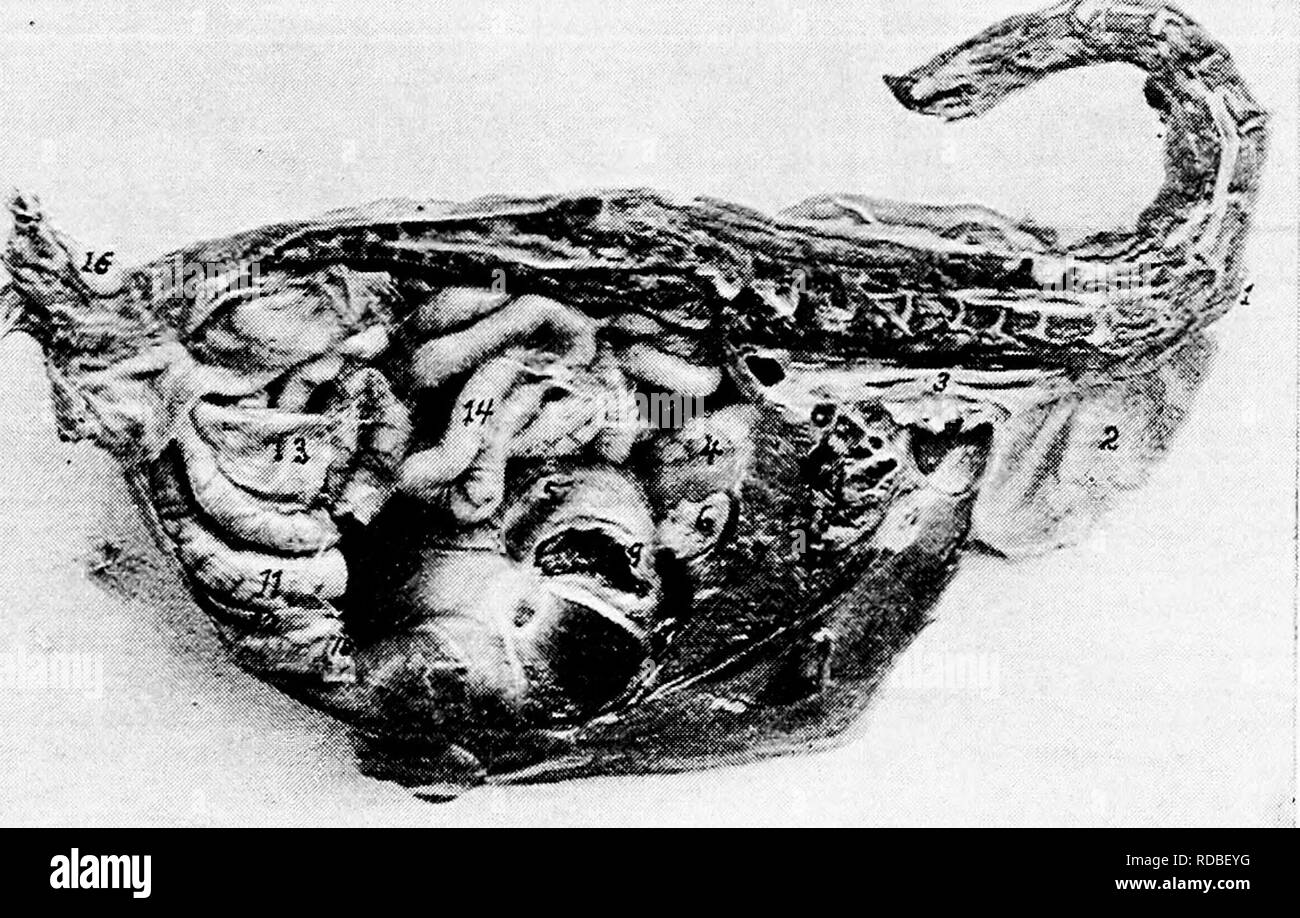 The anatomy of the domestic fowl . Domestic animals; Veterinary medicine; Poultry. SPLANCHNOLOGY 147 developed than the musculares laterales, occurs on each of the anterior and the posterior parts of the The anatomy of the domestic fowl . Domestic animals; Veterinary medicine; Poultry. SPLANCHNOLOGY 147 developed than the musculares laterales, occurs on each of the anterior and the posterior parts of the