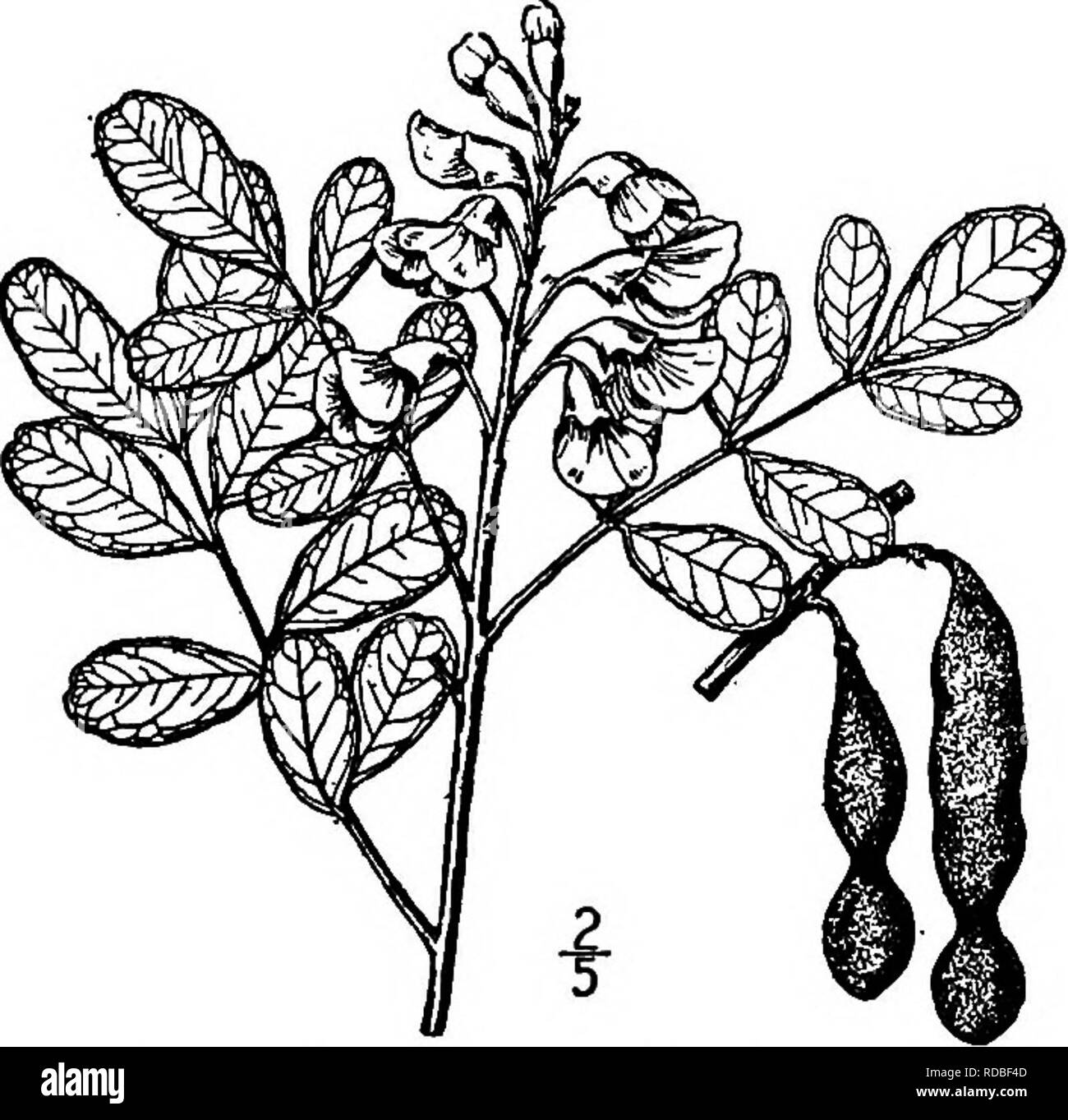 . North American trees : being descriptions and illustrations of the trees growing independently of cultivation in North America, north of Mexico and the West Indies . Trees. Deciduous Coral Bean 551 obovate blunt or slightly notched at the apex, narrowed at the base, a little hairy beneath when young, but becoming smooth, 2.5 to 6 cm. long, shining and bright yellowish green on the upper surface, paler and dull on the under side. The racemes are borne at the ends of branch- lets, appearing with the leaves of the sea- son in February or March; the axis' of the racemes, the pedicels and calyx,  Stock Photo