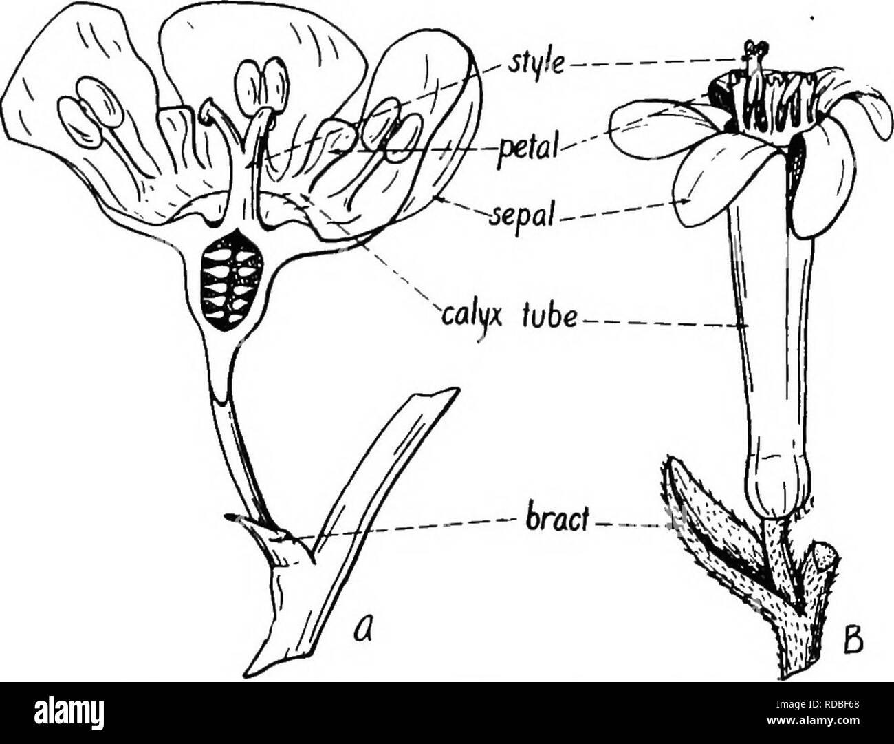 The Botany Of Crop Plants A Text And Reference Book Botany Economic Grossulakiaceie 317 Leaves The