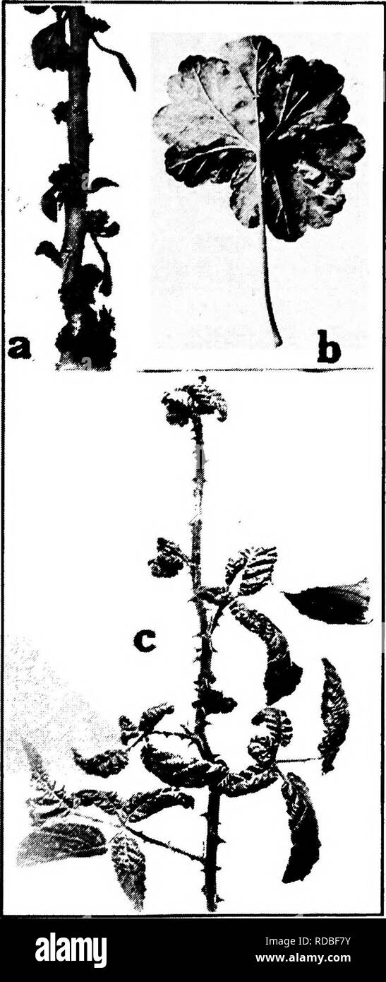 . Diseases of greenhouse crops and their control . Vegetables; Plant diseases; Plant diseases. Fig. 79- a. and b. Snapdragon and geranium injury (after Garner), c. mite injury of blackberry.. Please note that these images are extracted from scanned page images that may have been digitally enhanced for readability - coloration and appearance of these illustrations may not perfectly resemble the original work.. Taubenhaus, Jacob Joseph, 1884-1937. New York : E. P. Dutton Stock Photo