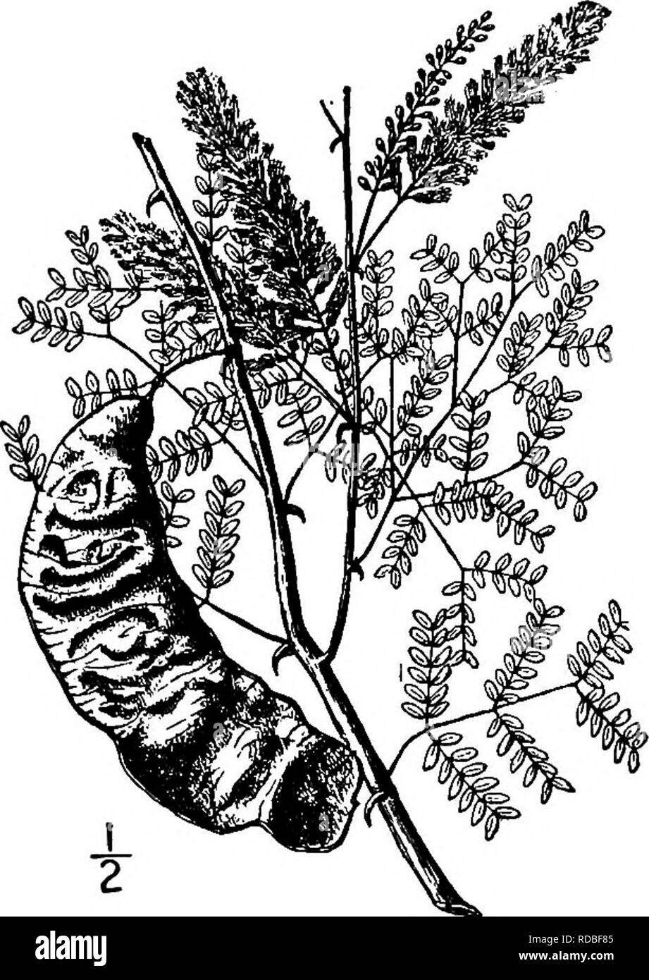 . North American trees : being descriptions and illustrations of the trees growing independently of cultivation in North America, north of Mexico and the West Indies . Trees. Paradise Flower 523 The fragrant flowers, opening from March to August, are perfect, Kght yellow, in axillary racemes 3 to 5 cm. long, i cm. in diameter; pedicels short, slender, hairy; the calyx is minutely 5-lobed, hairy, about 1.5 mm. long; petals spatulate, 3 mm. long; sta- mens numerous, twice the length of the pet- als; ovaty stalked and hairy. The fruit is flat, oblong, slightly curved, 8 to 11 cm. long, 2 to 2.5 c Stock Photo