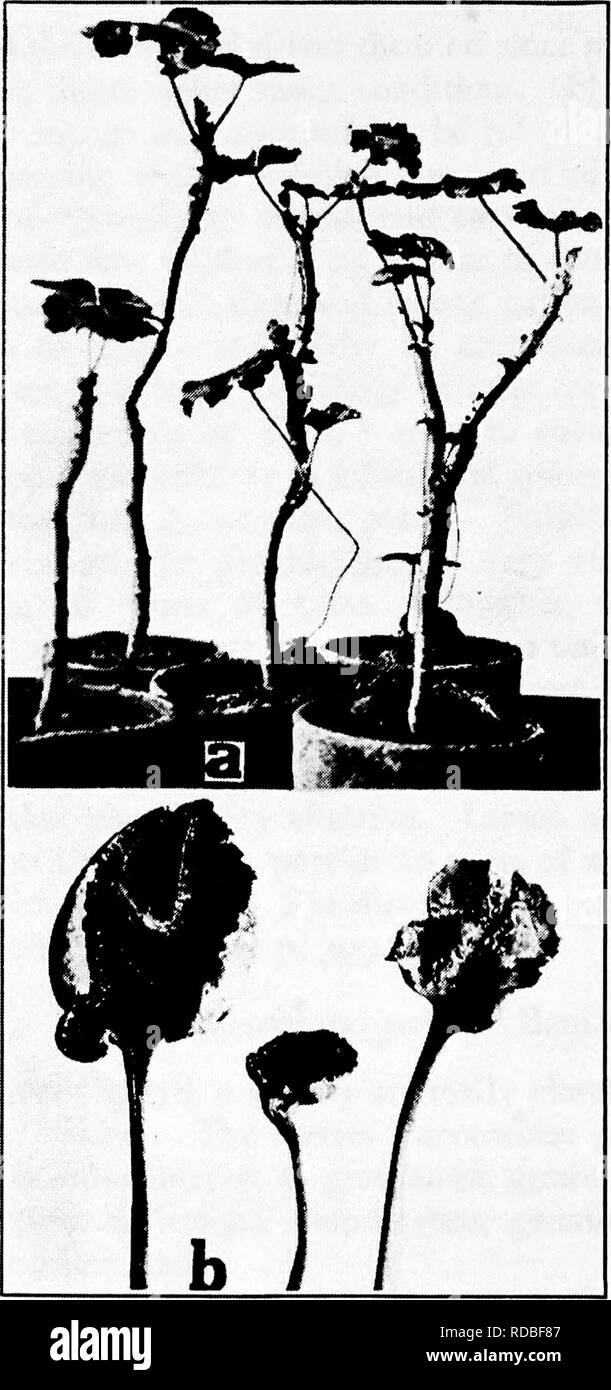 . Diseases of greenhouse crops and their control . Vegetables; Plant diseases; Plant diseases. Fig. ^^. (*. Mite injury of geranium, h. of cyclamen.. Please note that these images are extracted from scanned page images that may have been digitally enhanced for readability - coloration and appearance of these illustrations may not perfectly resemble the original work.. Taubenhaus, Jacob Joseph, 1884-1937. New York : E. P. Dutton Stock Photo