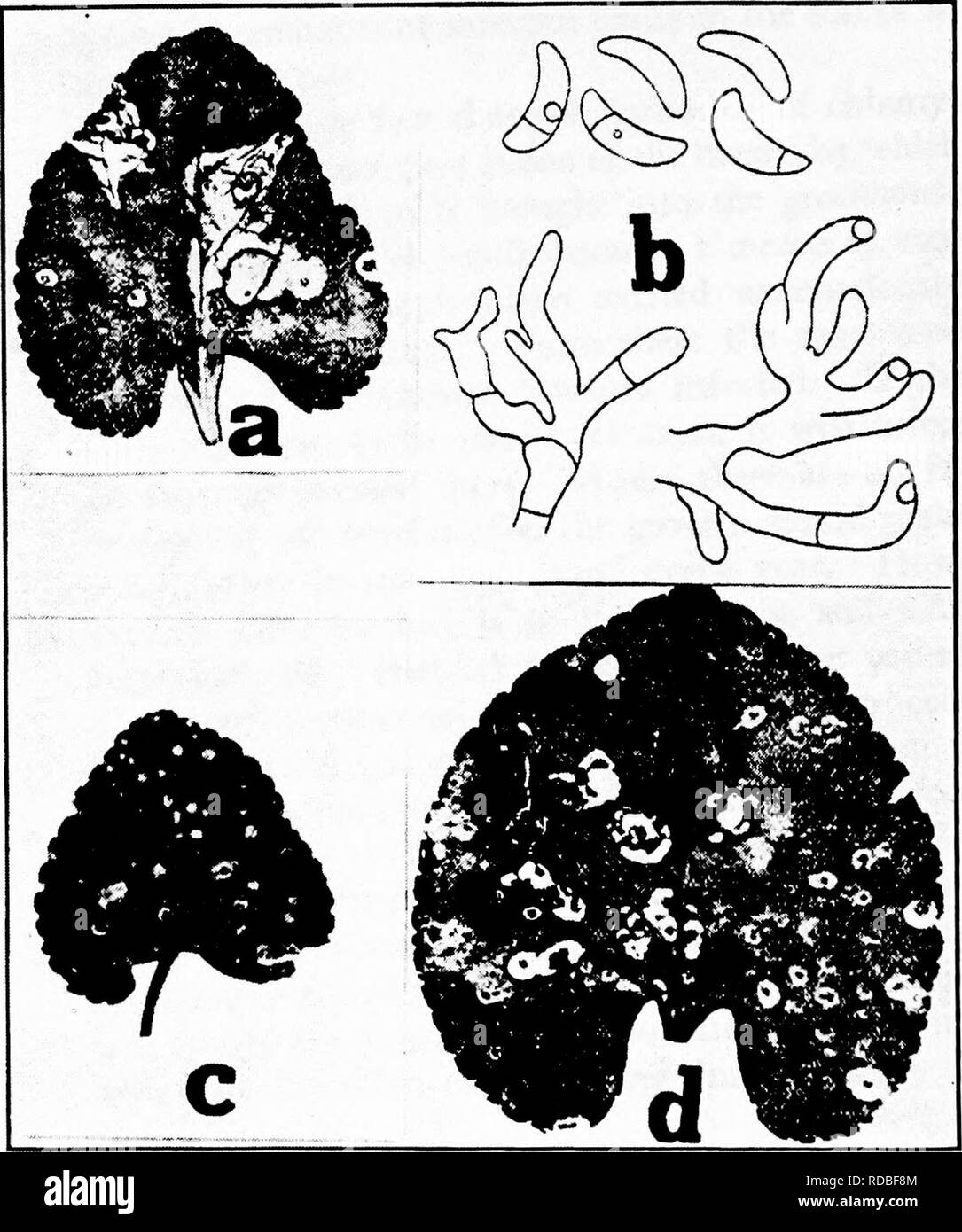 . Diseases of greenhouse crops and their control . Vegetables; Plant diseases; Plant diseases. Fig. 74. Violet Diseases. a. Pbyllosticta leaf spot (after Halsted), b. conidiophores and conidia of Marsonia viol&lt;r (after Jones, L. R.), c. speck anthracnose (after Jones and Giddings), d. Cercospora leaf spot (after Halsted).. Please note that these images are extracted from scanned page images that may have been digitally enhanced for readability - coloration and appearance of these illustrations may not perfectly resemble the original work.. Taubenhaus, Jacob Joseph, 1884-1937. New York : E.  Stock Photo