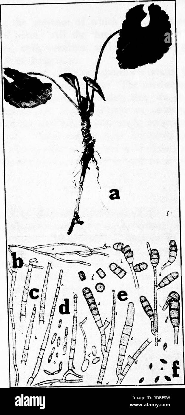 . Diseases of greenhouse crops and their control . Vegetables; Plant diseases; Plant diseases. Fig. 73. Violet Diseases. a. Thielavia root rot (after Reddick), b-f stages of the Thielavia fungtis, b. mycelium, c and d. endo- spores, e. and f. chlamydospores.. Please note that these images are extracted from scanned page images that may have been digitally enhanced for readability - coloration and appearance of these illustrations may not perfectly resemble the original work.. Taubenhaus, Jacob Joseph, 1884-1937. New York : E. P. Dutton Stock Photo