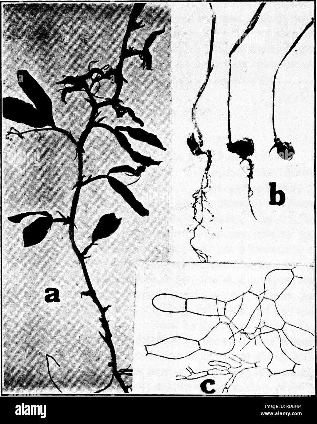. Diseases of greenhouse crops and their control . Vegetables; Plant diseases; Plant diseases. Fig. 71. Sweet Pea Diseases. a. Mosaic, b. Rhizoctonia root rot, l. mycelium of sweet pea Rliizoctonia.. Please note that these images are extracted from scanned page images that may have been digitally enhanced for readability - coloration and appearance of these illustrations may not perfectly resemble the original work.. Taubenhaus, Jacob Joseph, 1884-1937. New York : E. P. Dutton Stock Photo