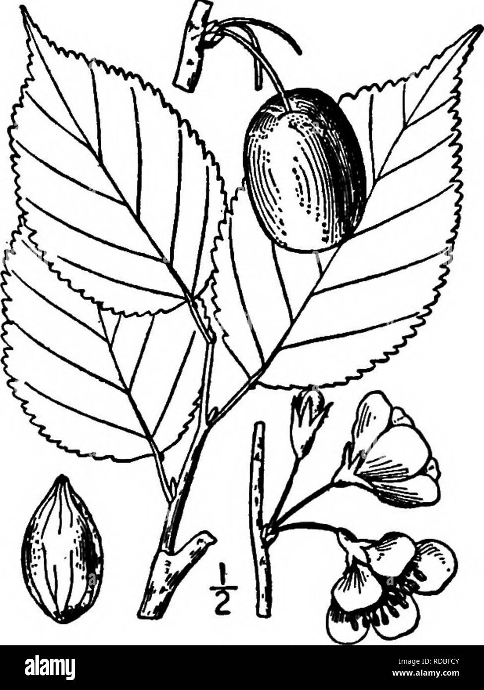. North American trees : being descriptions and illustrations of the trees growing independently of cultivation in North America, north of Mexico and the West Indies . Trees. Fig. 452. — Wild Goose Plum. 4-flowered umbels on slender, roughish pedicels; the calyx-tube is obconic, the lobes ovate, blunt or pointed, glandular- toothed, hairy on both surfaces; the petals are obovate, seldom notched. The fruit ripens in September or October, is nearly globular, 2 to 2.5 cm. long, bright red; its skin is thick, the flesh thin, hard, and acid; the stone is oval, somewhat swollen, usually rough and pi Stock Photo