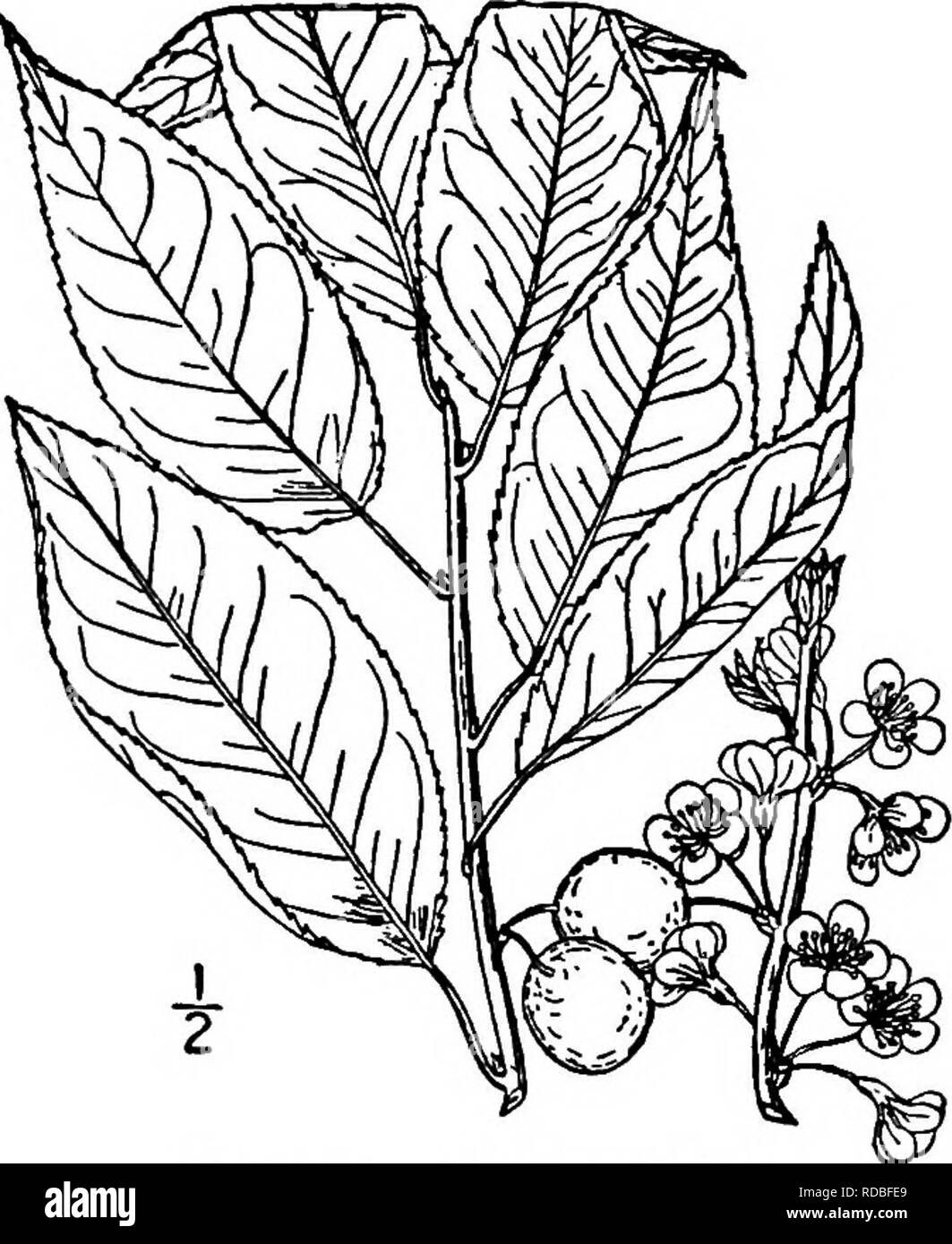 . North American trees : being descriptions and illustrations of the trees growing independently of cultivation in North America, north of Mexico and the West Indies . Trees. 490 The Plums and Cherries are unfolding, are about 1.5 cm. across, in nearly stalkless, 2- to s-flowered umbels, on slender, smooth pedicels about 2 cm. long; the calyx-tube is narrowly obconic, its lobes broadly oblong, blunt, and hairy within; the petals are rounded, white, fad- ing to pink; the filaments and pistil are smooth. The fruit, ripening in July or August, is globose-ovoid, i to 2 cm. in di- ameter, dark purp Stock Photo