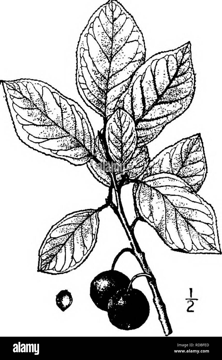 Sloe shrub Black and White Stock Photos & Images - Alamy