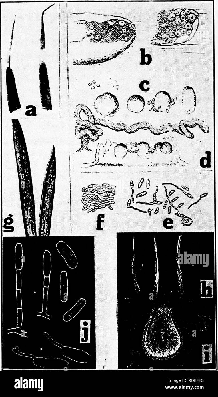 . Diseases of greenhouse crops and their control . Vegetables; Plant diseases; Plant diseases. Fig. 46. Carnation Diseasbs. a. White tip (after Clinton), b-f. carnation rust parasite (after Blodgett, F. H.), g. stigmanose (after Woods), h. Septoria leaf spot (after Potter, M. C), »• pycnidia of Septoria dianthi, j. pow- dery mildew fungus (after Mercer, W. B.).. Please note that these images are extracted from scanned page images that may have been digitally enhanced for readability - coloration and appearance of these illustrations may not perfectly resemble the original work.. Taubenhaus, Ja Stock Photo