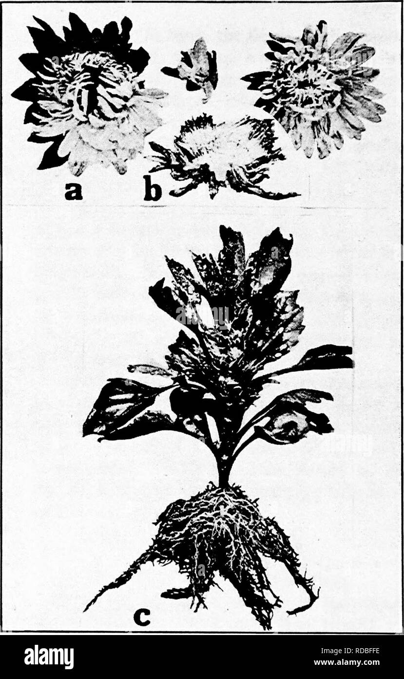 . Diseases of greenhouse crops and their control . Vegetables; Plant diseases; Plant diseases. Fig. 42. Aster Diseases. a. Blossoms affected with yellows, notice the one-sidedness of the petals, b. section of a partially diseased blossom, showing upward turn of affected florets, c. young plant affected with Fusarium wilt (a-c after Smith, R. E.).. Please note that these images are extracted from scanned page images that may have been digitally enhanced for readability - coloration and appearance of these illustrations may not perfectly resemble the original work.. Taubenhaus, Jacob Joseph, 188 Stock Photo