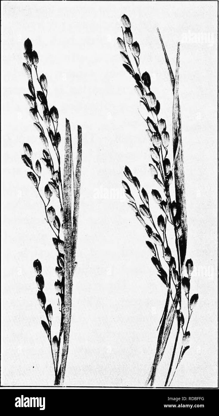 Parts Of Rice Panicle
