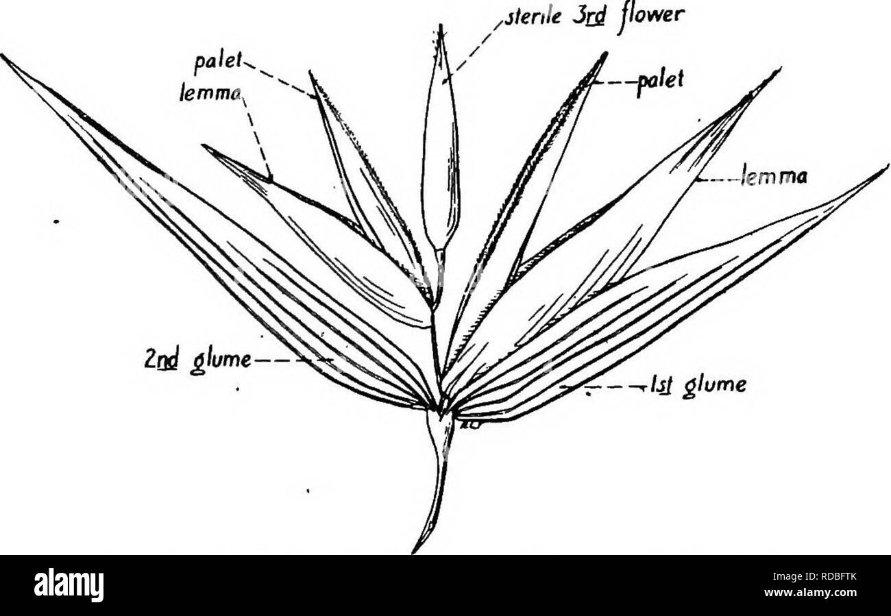 . The botany of crop plants : a text and reference book. Botany, Economic. 126 BOTANY or CROP PLANTS weakly, (3) panicle widely spreading, (4) panicle with branches weak and drooping. The numbei- of spikelets in a panicle varies, an average number being near 7 5. The rachis is straight or only slightly undulating. A single spikelet is borne at the end of a slender pedicel, which varies in length. Spikelet and Flower (Fig. 46).—The number of flowers m an oat spikelet varies from two to five, rarely it is one. Three, however, is the usual number. In the so-called '' single. ^—r/j/ glume Fig. 46. Stock Photo