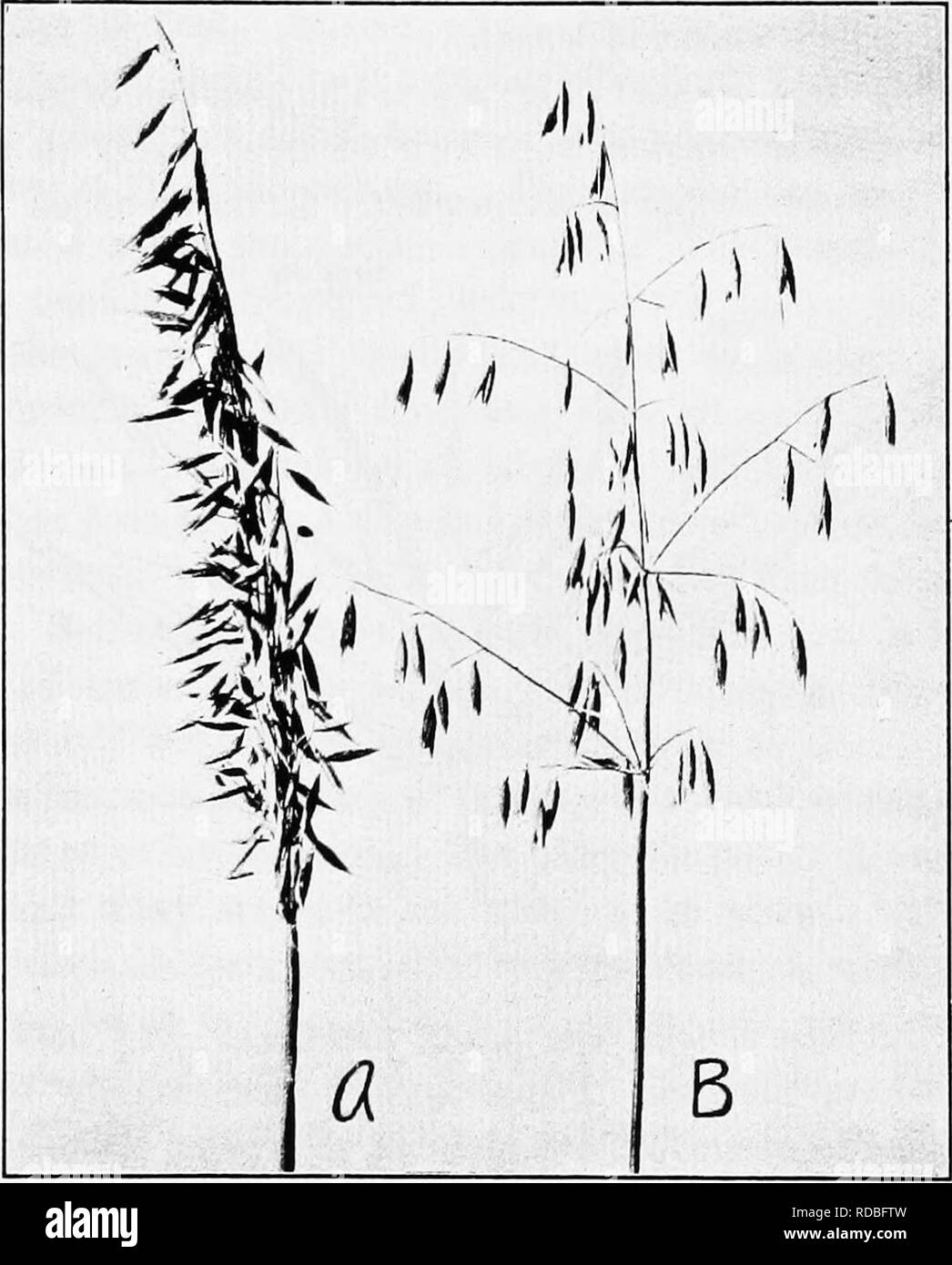 . The botany of crop plants : a text and reference book. Botany, Economic. AVENA 125 the others being branches of higher order, arising at the base of the primary. The branching decreases from bottom to top. In banner oats {Avena orientalis), the panicle is one- sided. In ordinary panicle or spreading oats {Avena sativa),. Fig. 45.—A, contracted, one-sided panicle of banner oats (Avena orientalis); B, spreading inflorescence of panicle oats (Avena sativa). the branches spread toward all sides (Fig. 45). Four main types of panicle oats have been distinguished at the Svalof Experiment Station, a Stock Photo
