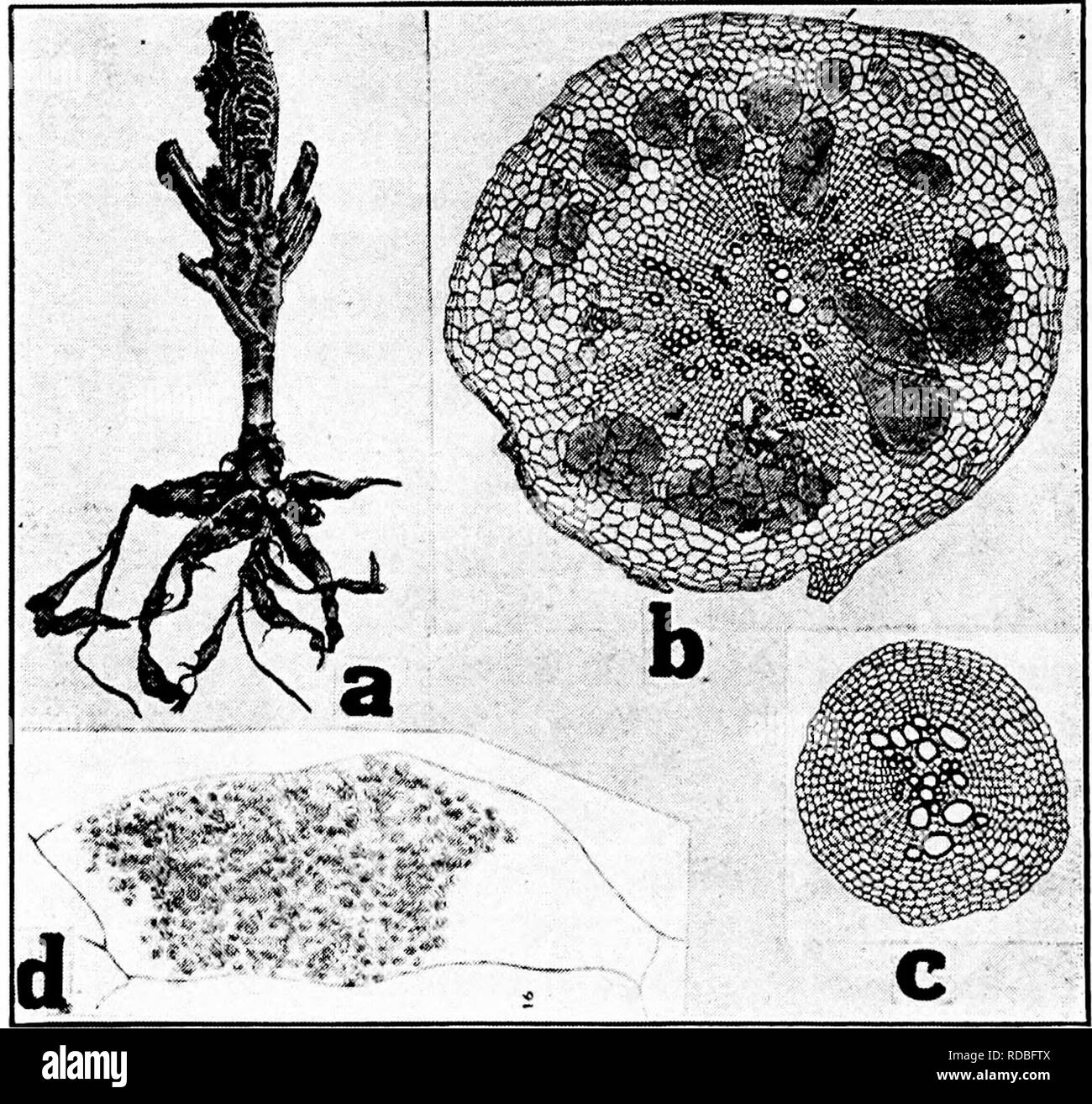 . Diseases of greenhouse crops and their control . Vegetables; Plant diseases; Plant diseases. Fig. 17. Cauliflower Diseases. a, Youn^ cauliflower plant with club root (after Jones, L. R.). &amp;• cross section of an infected root, c. cross section of a young healthy root (b-c after Woronin), d. host cell containing Myxomycete spores (after Lutman, B. F.).. Please note that these images are extracted from scanned page images that may have been digitally enhanced for readability - coloration and appearance of these illustrations may not perfectly resemble the original work.. Taubenhaus, Jacob J Stock Photo